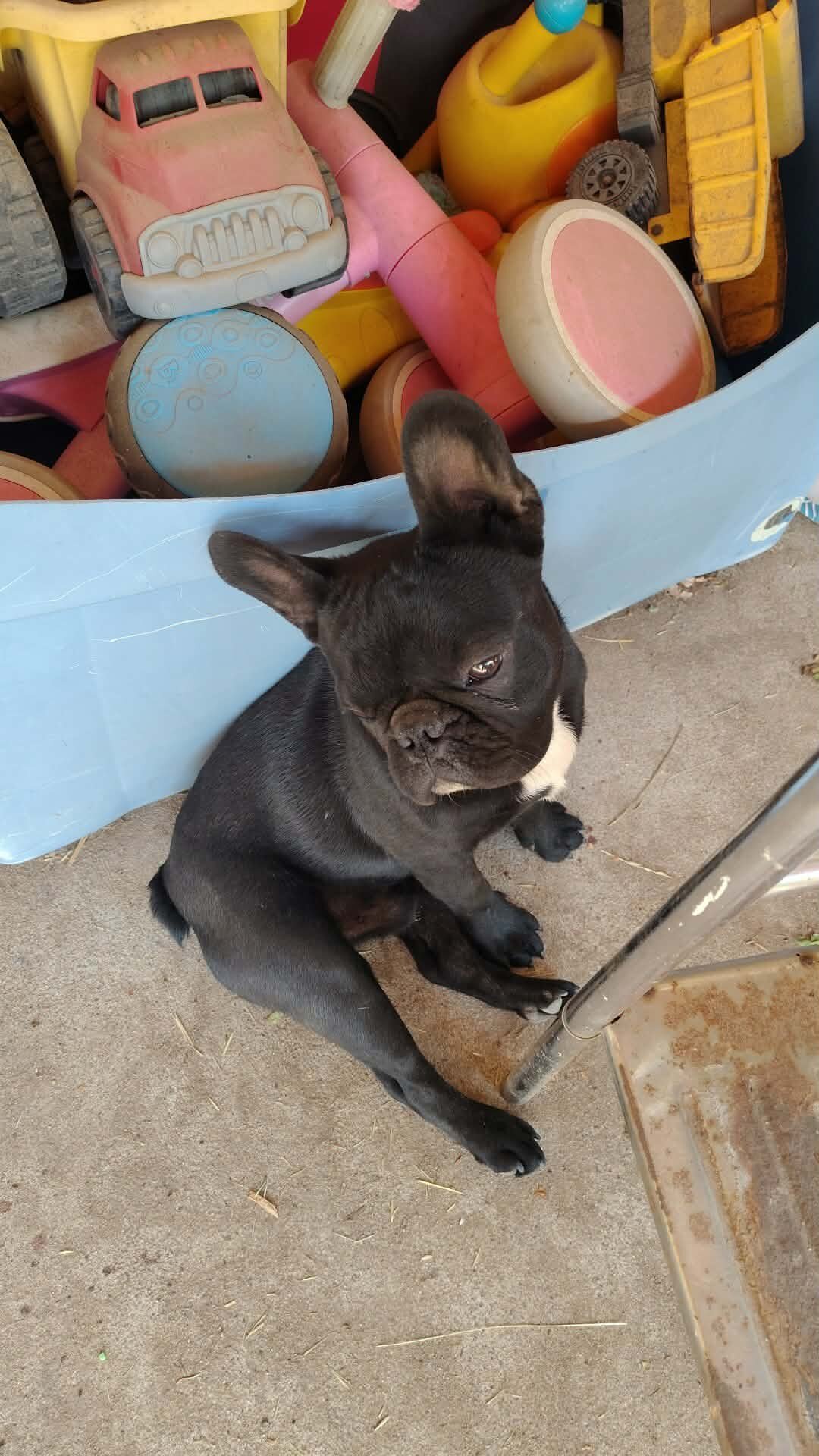 Two male Frenchies image 1