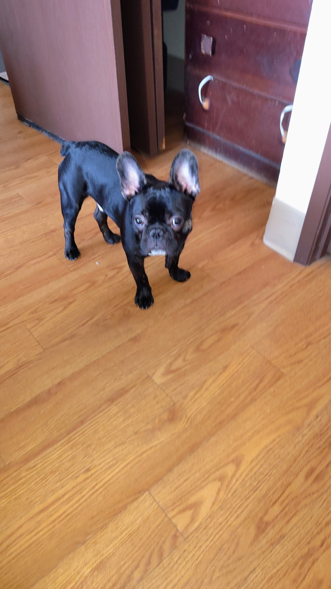 Frenchies image 1