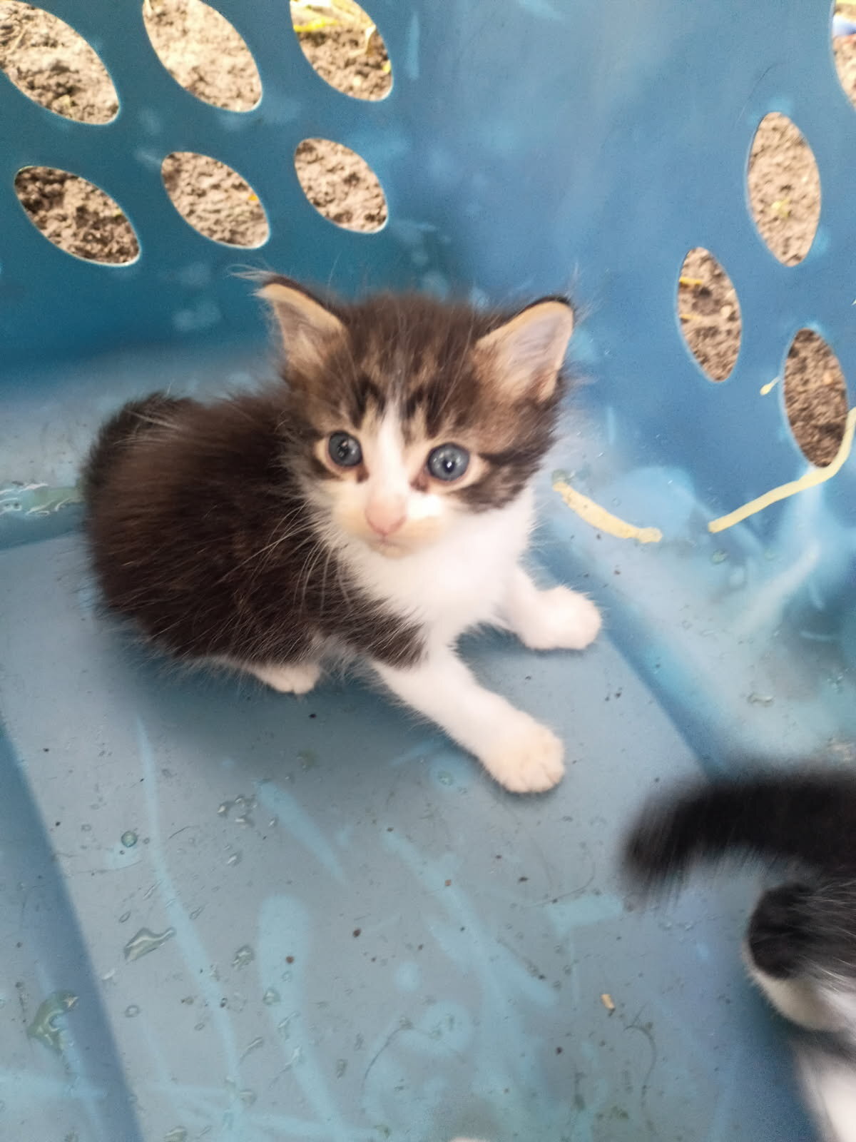 Kittens image 4
