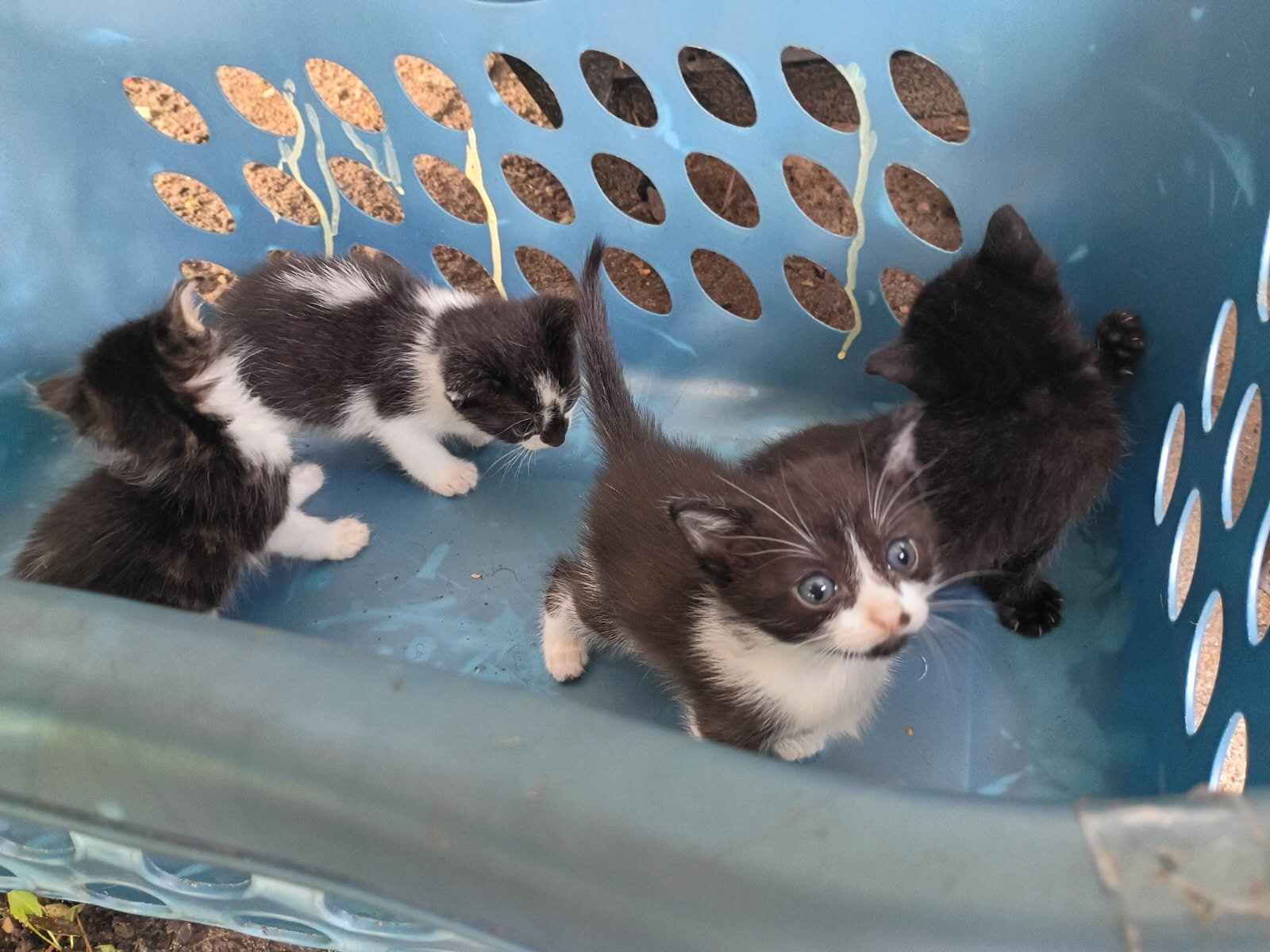 Kittens image 1
