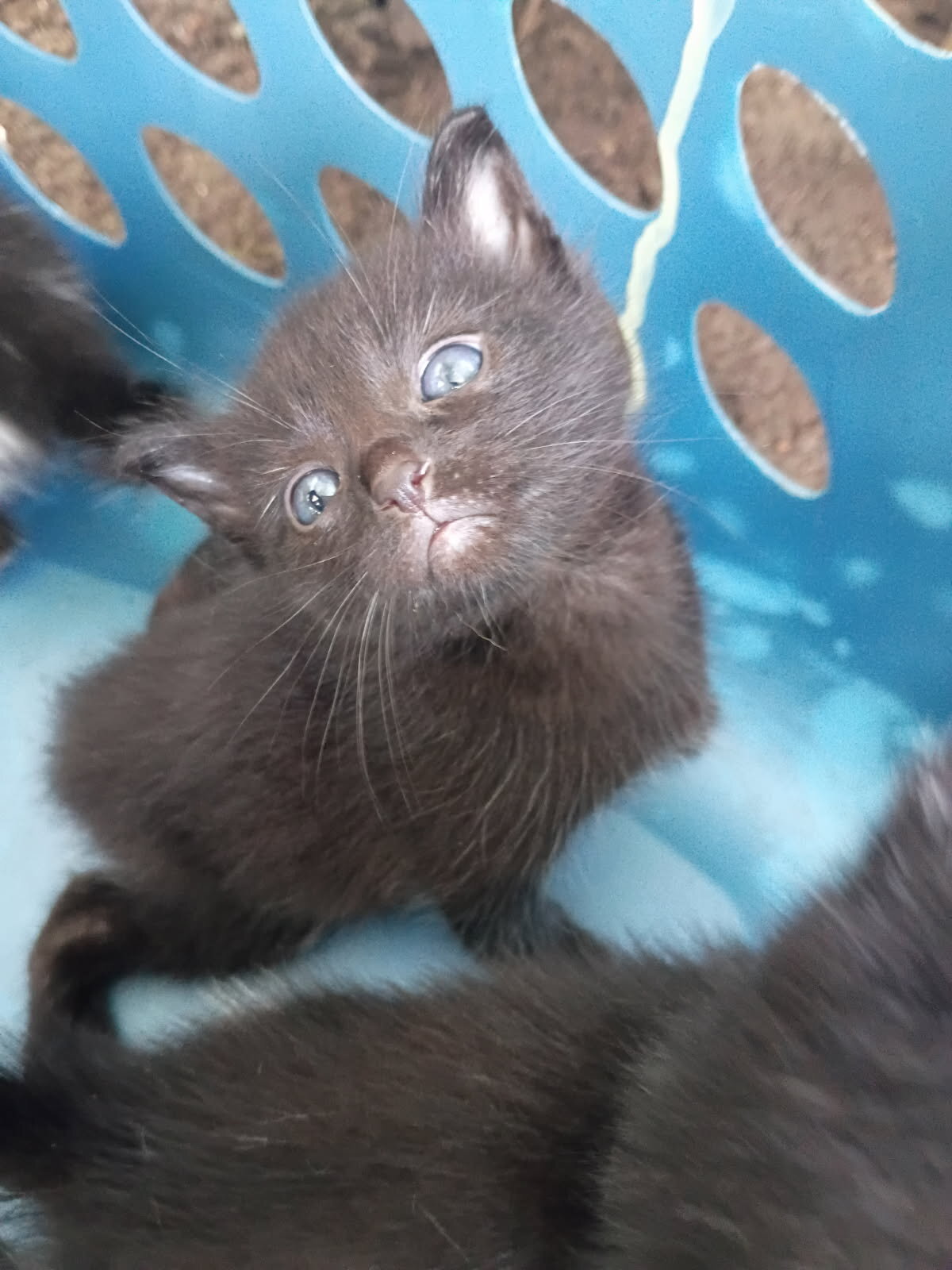 Kittens image 3