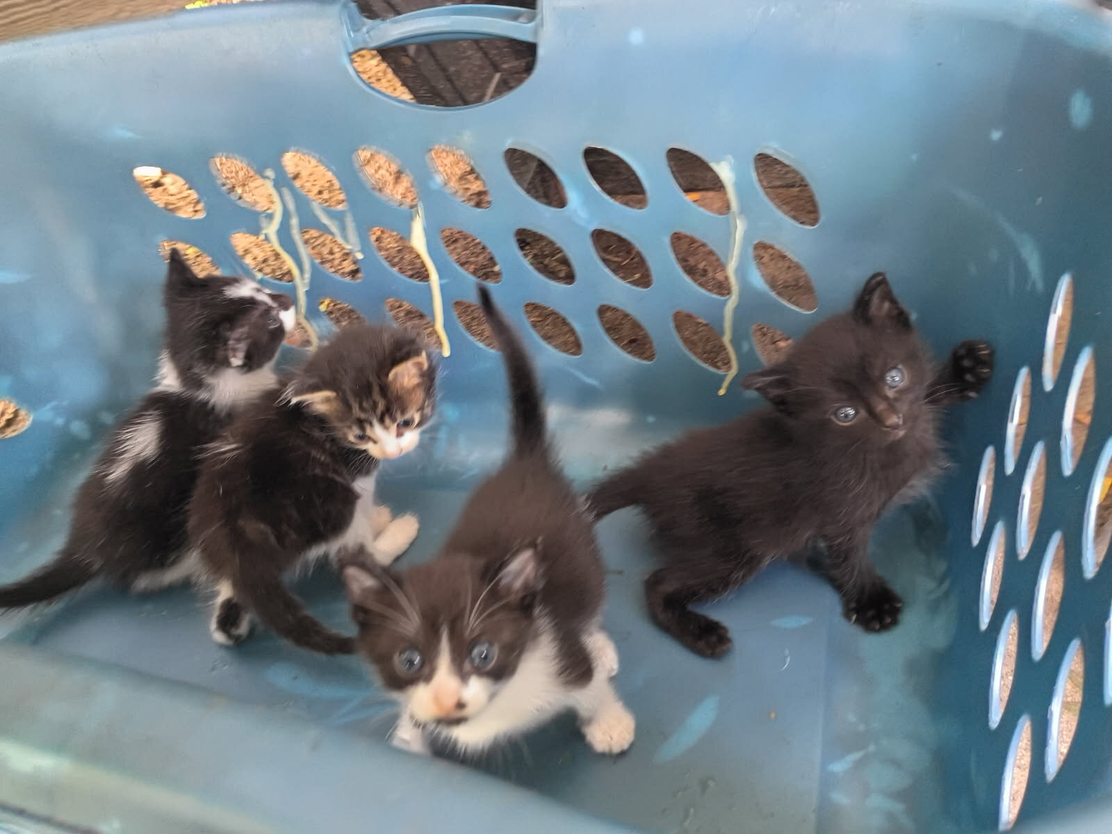 Kittens image 2
