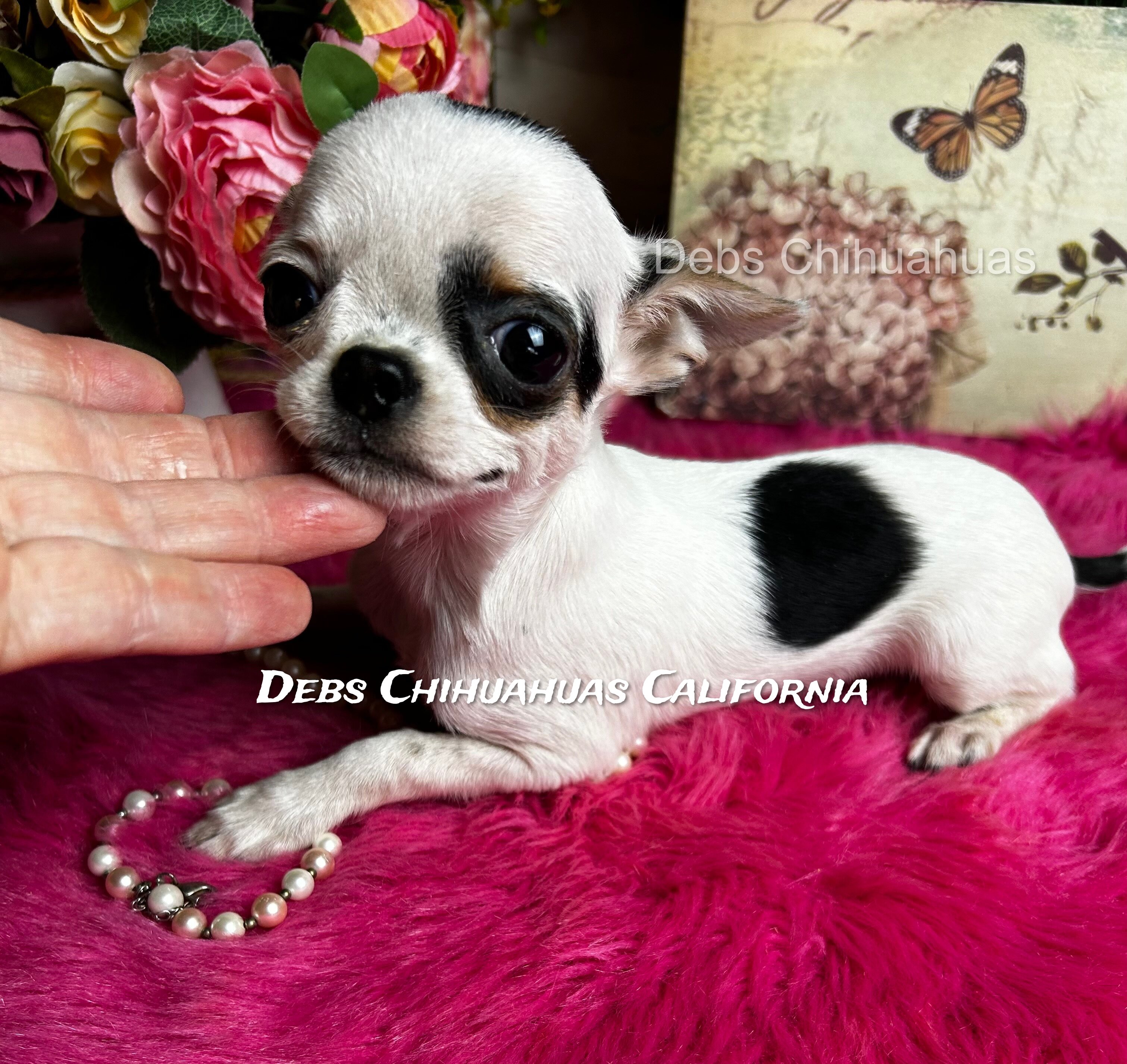 5 1/2 month old INKBLOT image 6
