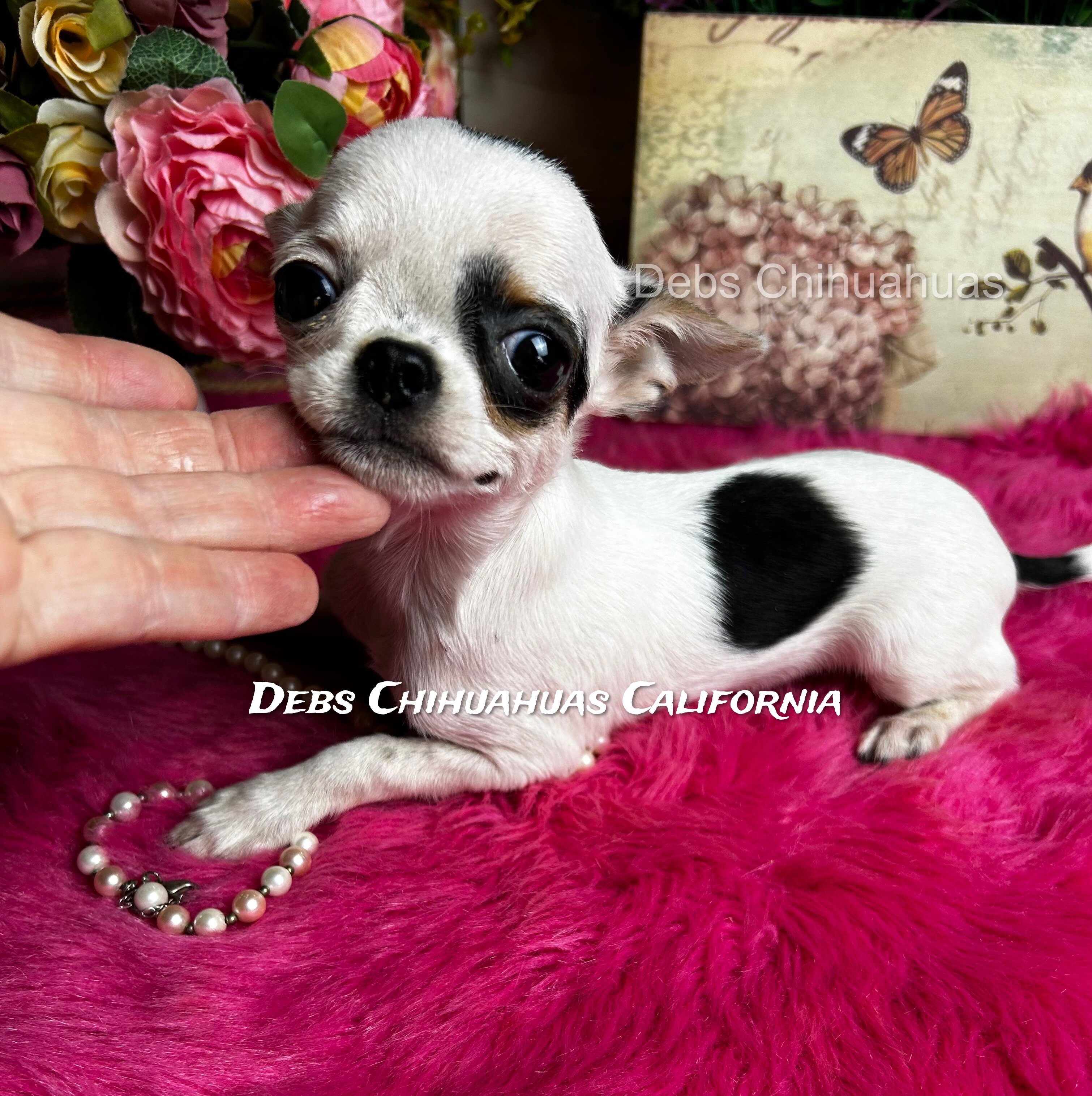 5 1/2 month old INKBLOT image 5