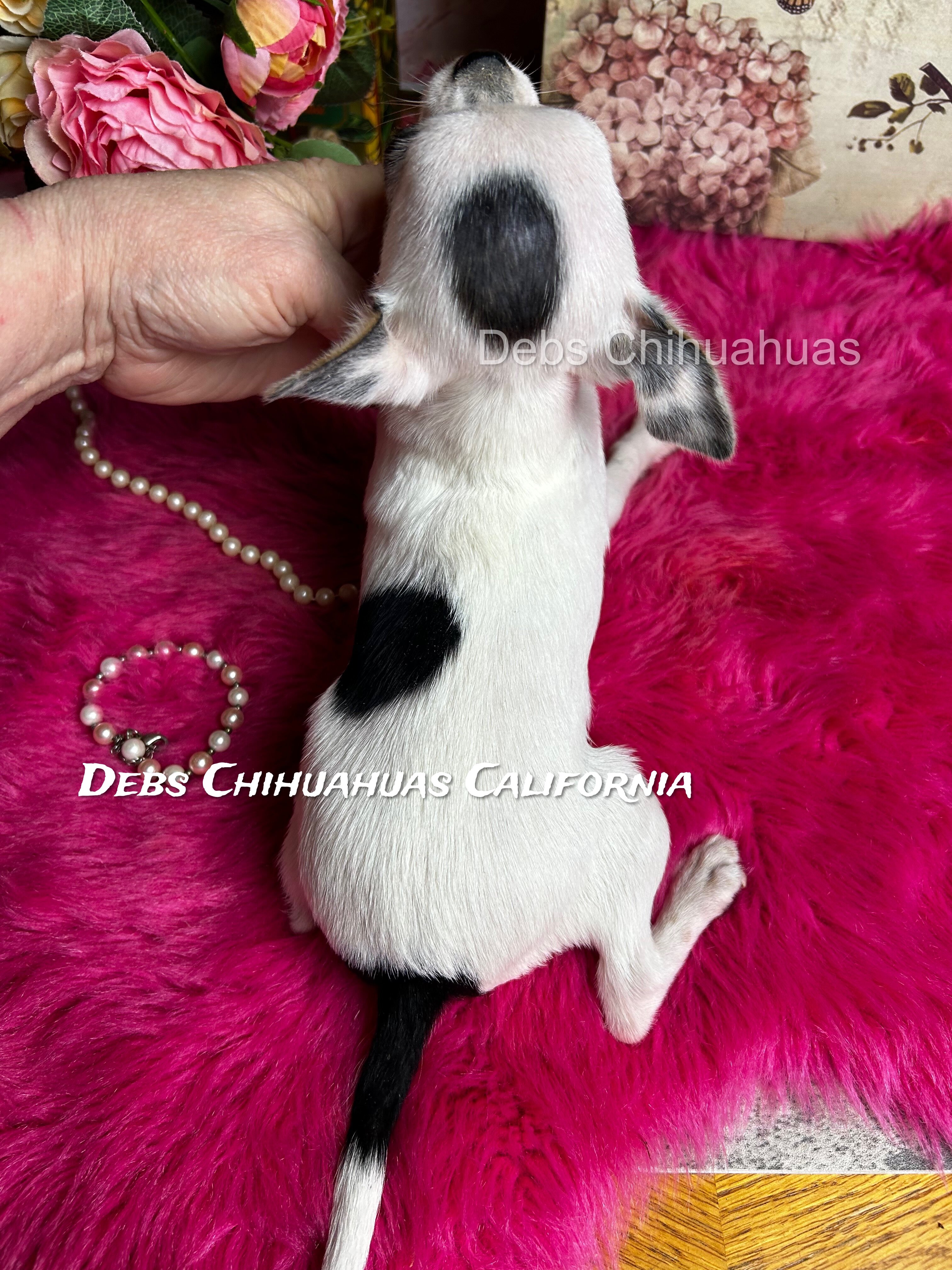 5 1/2 month old INKBLOT image 4