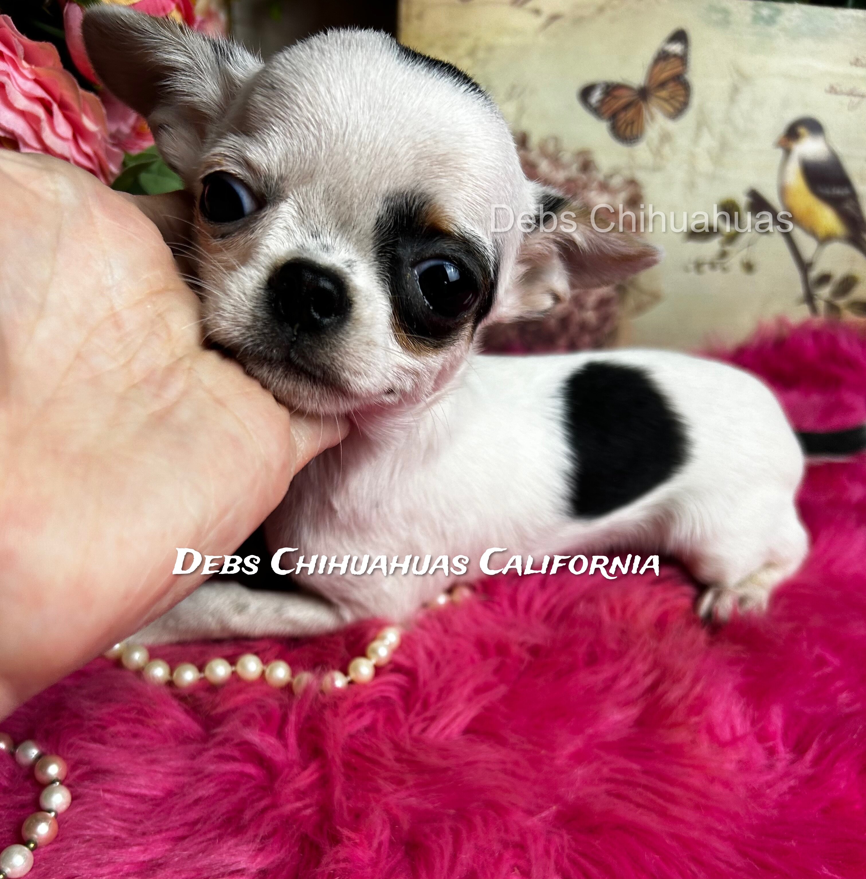 5 1/2 month old INKBLOT image 3