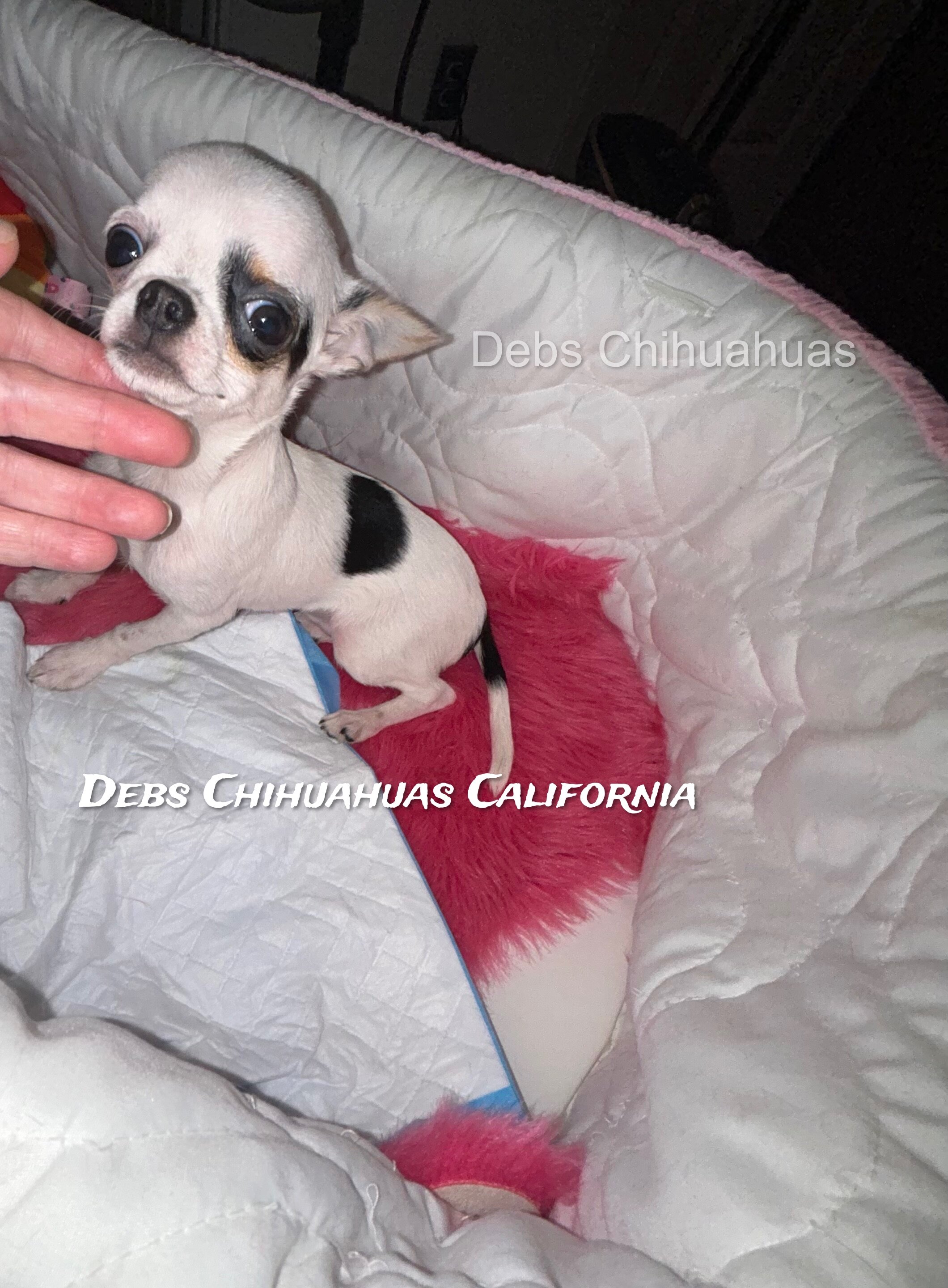 Debs California Chihuahuas image 6