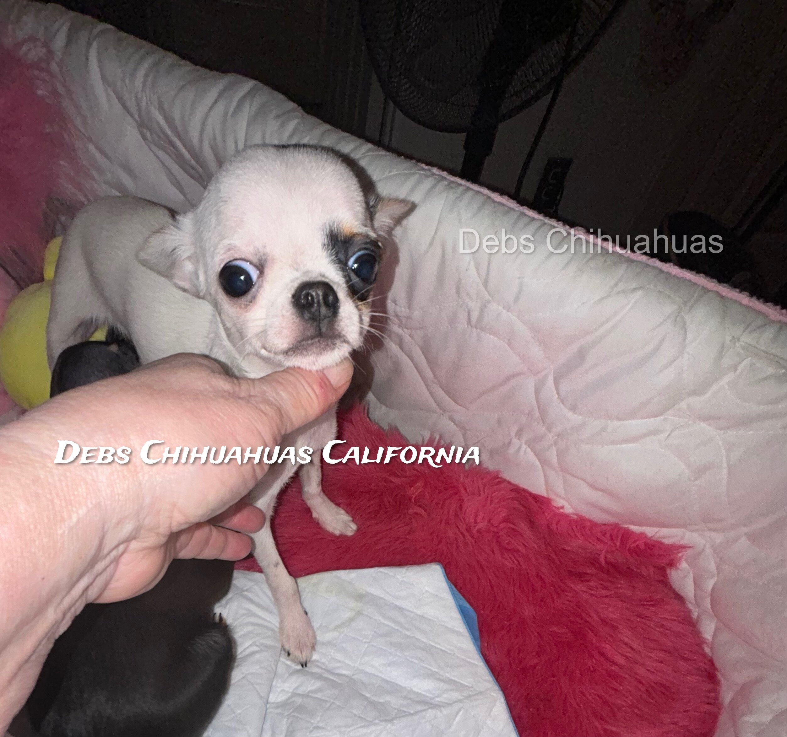 Debs California Chihuahuas image 5