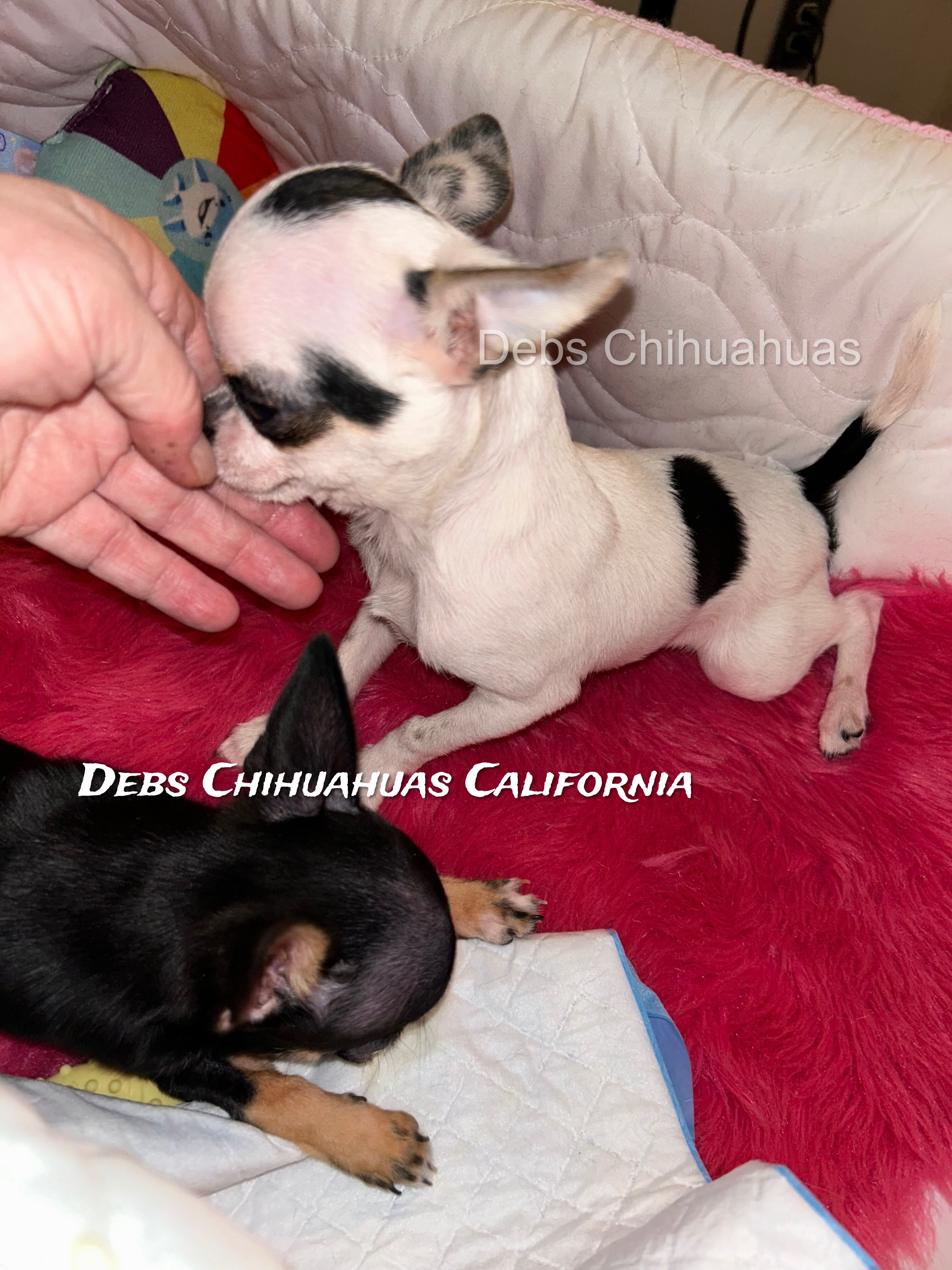 Debs California Chihuahuas image 8