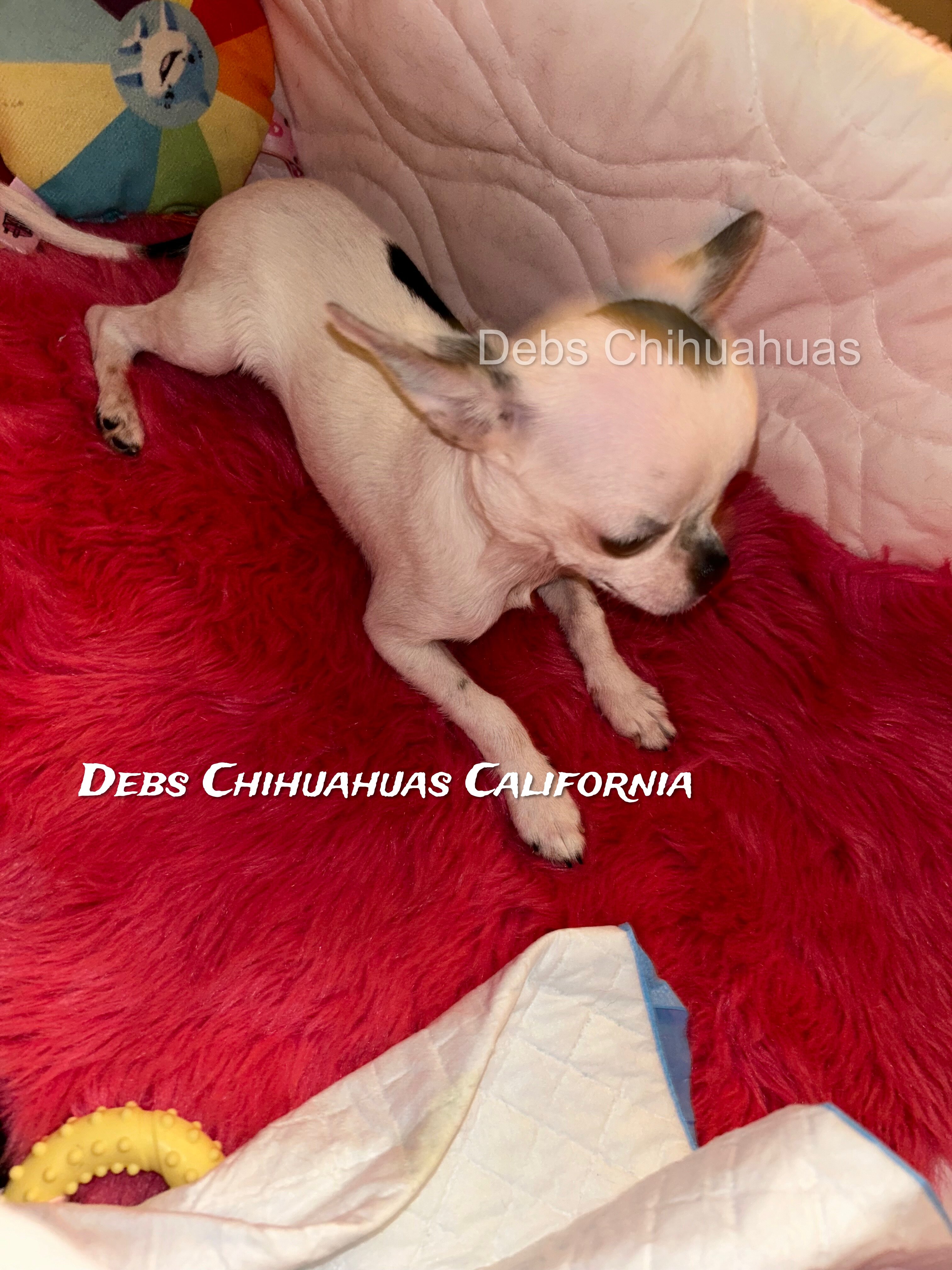 Debs California Chihuahuas image 7