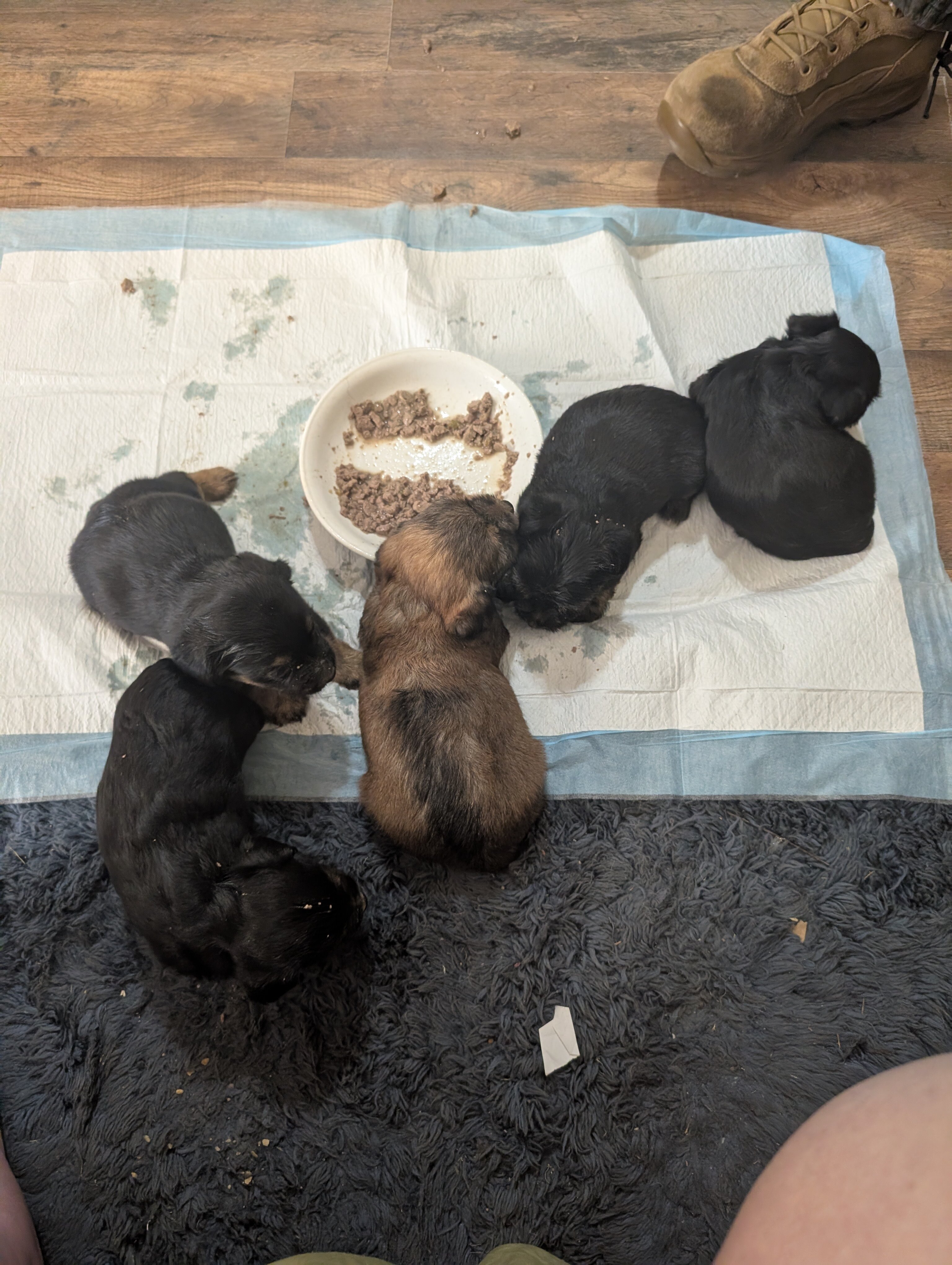 Morkies ready image 1