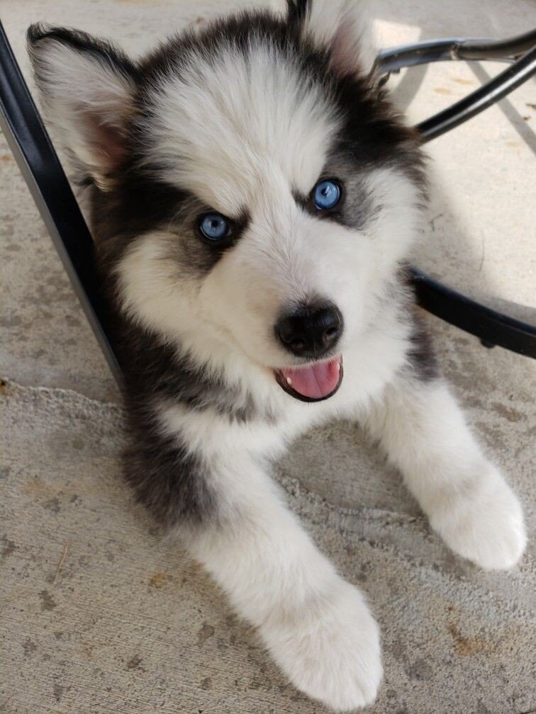 Meltes puppy image 1