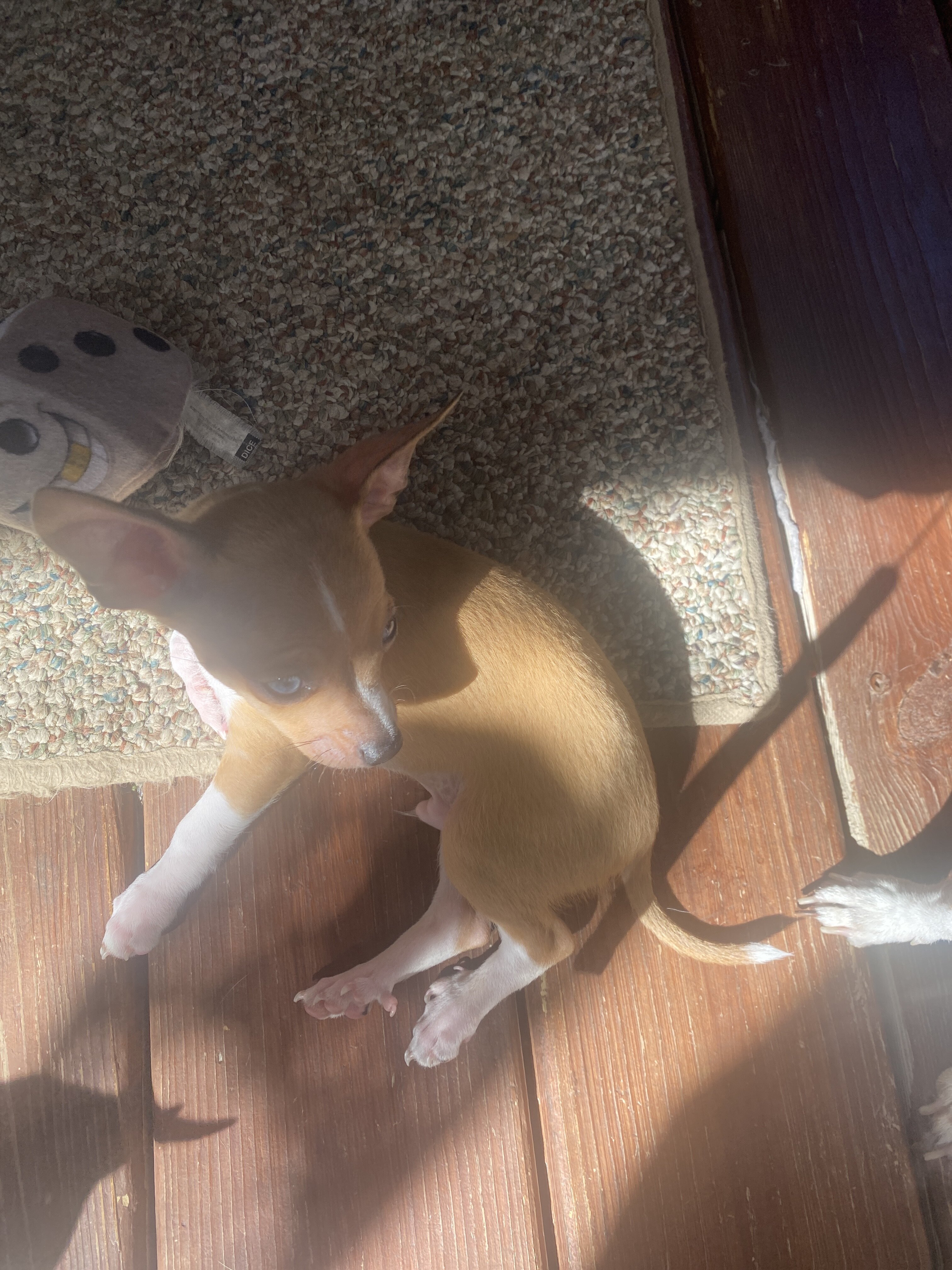 Chihuahua w/blue eyes image 5