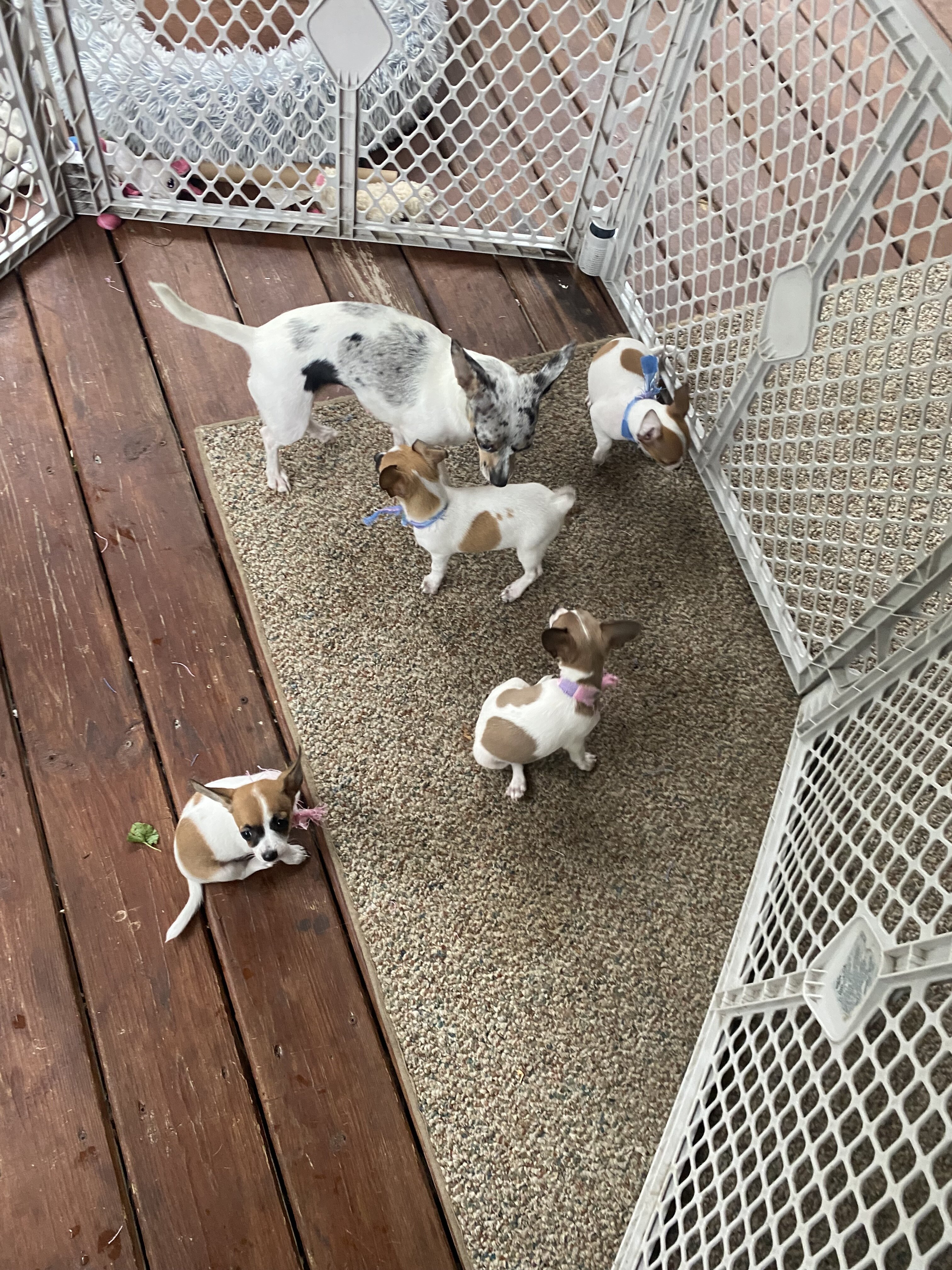 Chihuahuas for sale image 6