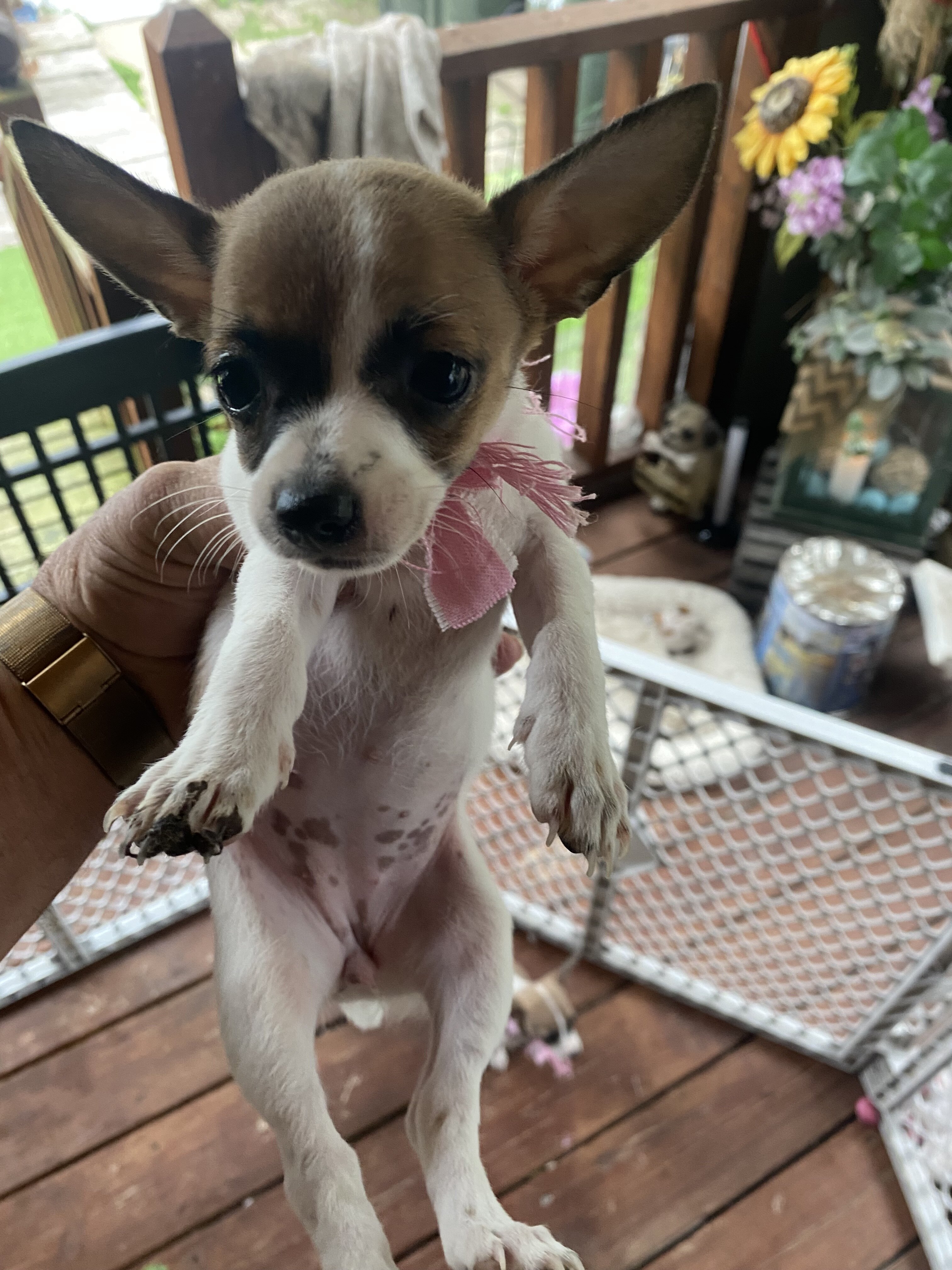 Chihuahuas for sale image 3