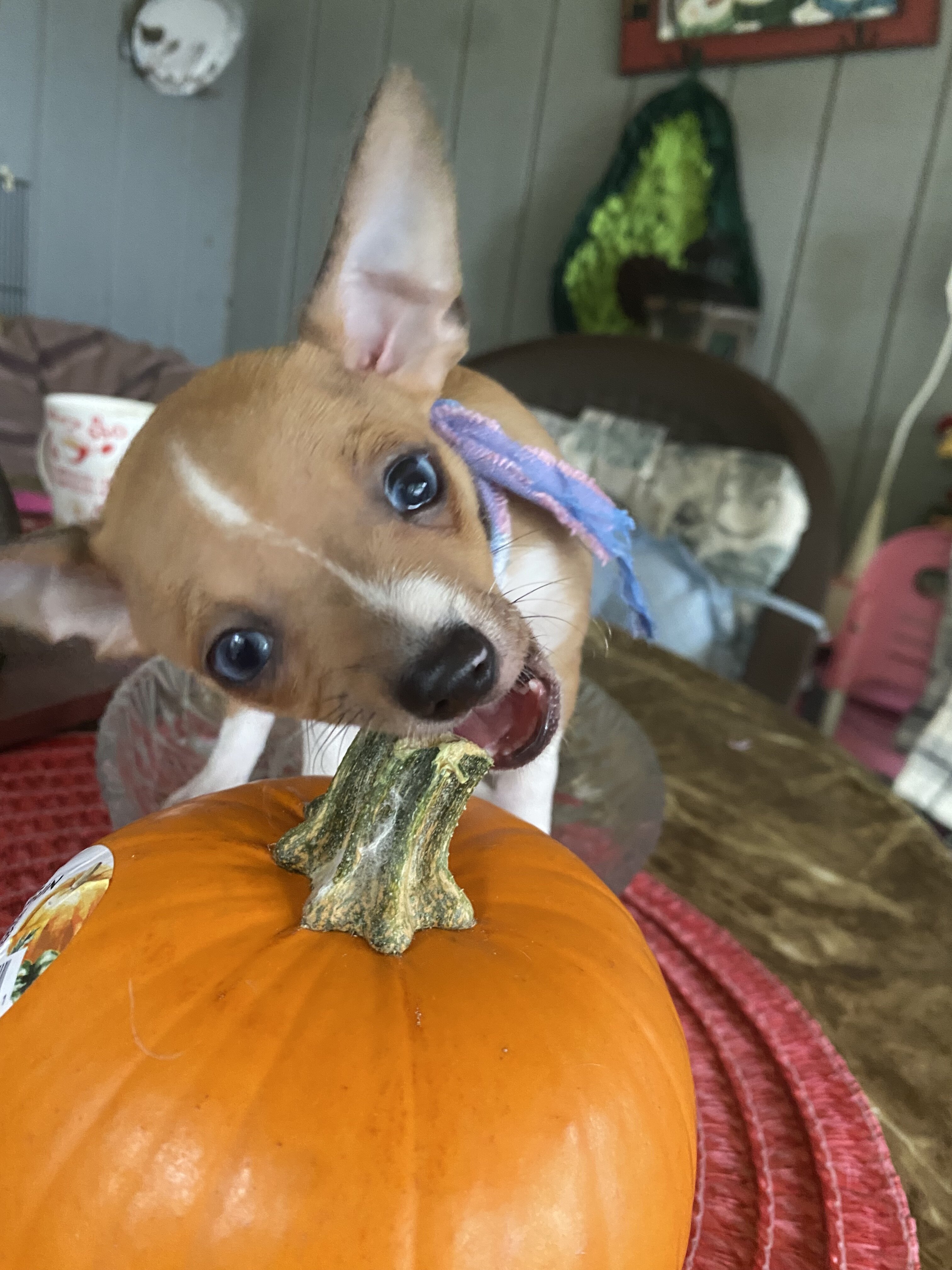 Chihuahua w/blue eyes image 1