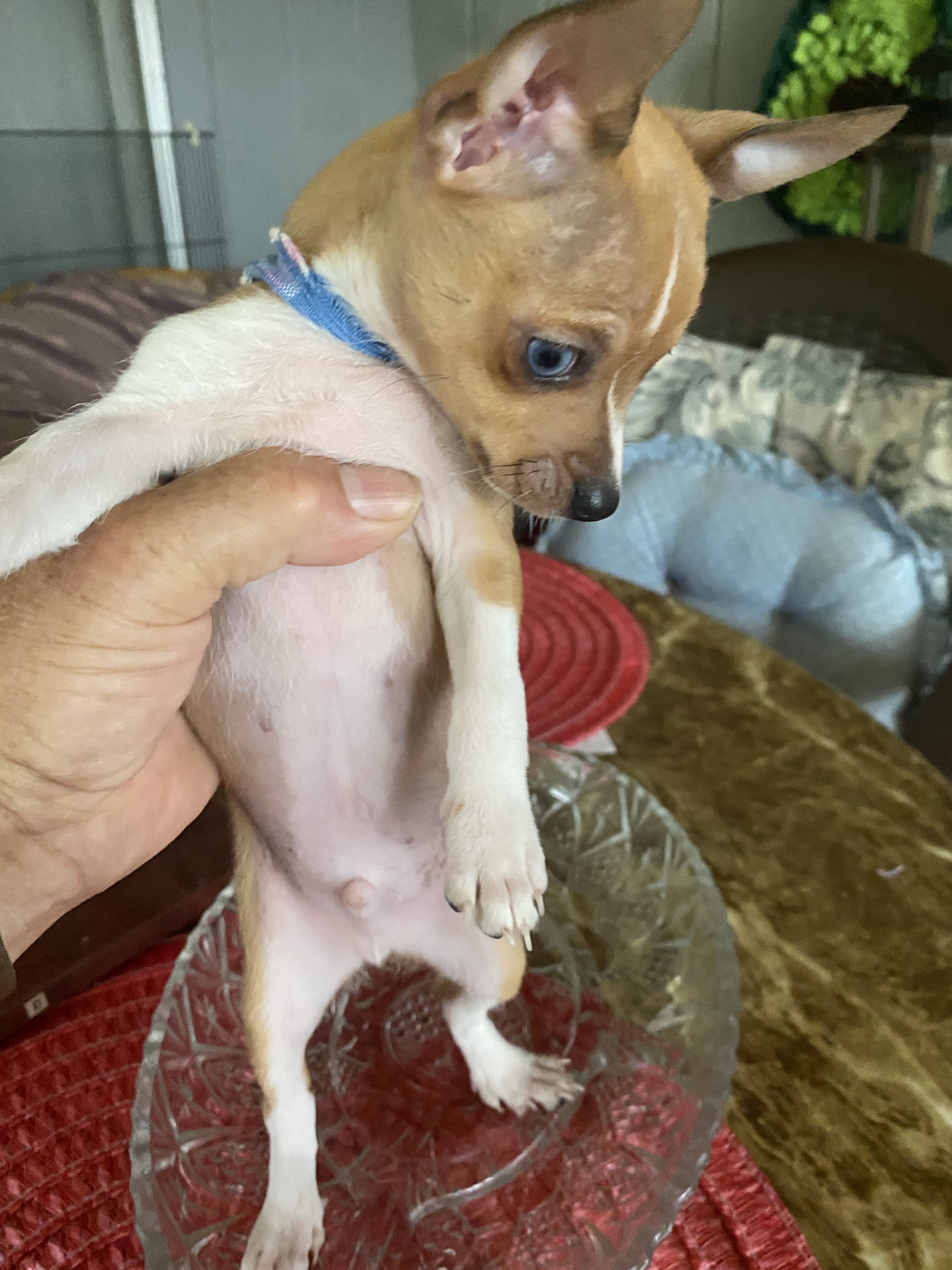 Chihuahua w/blue eyes image 2
