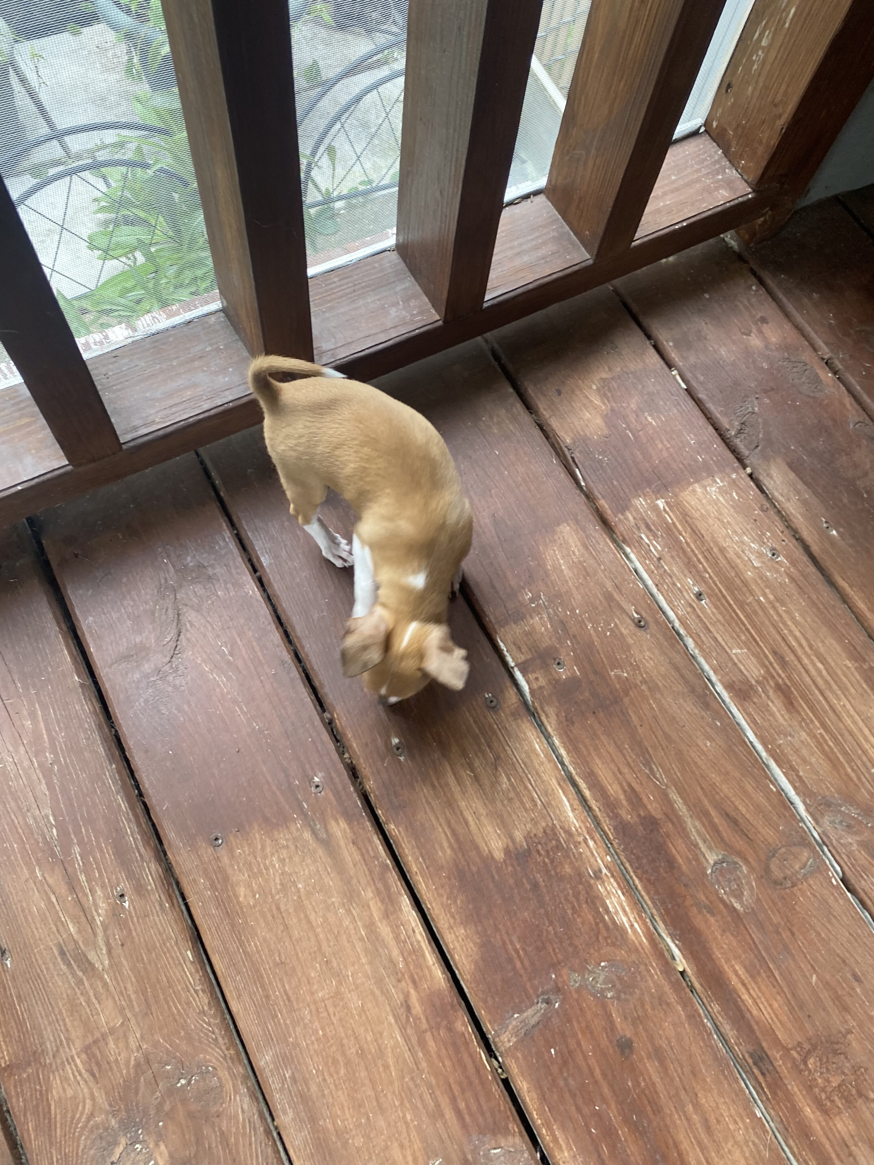 Chihuahua w/blue eyes image 3