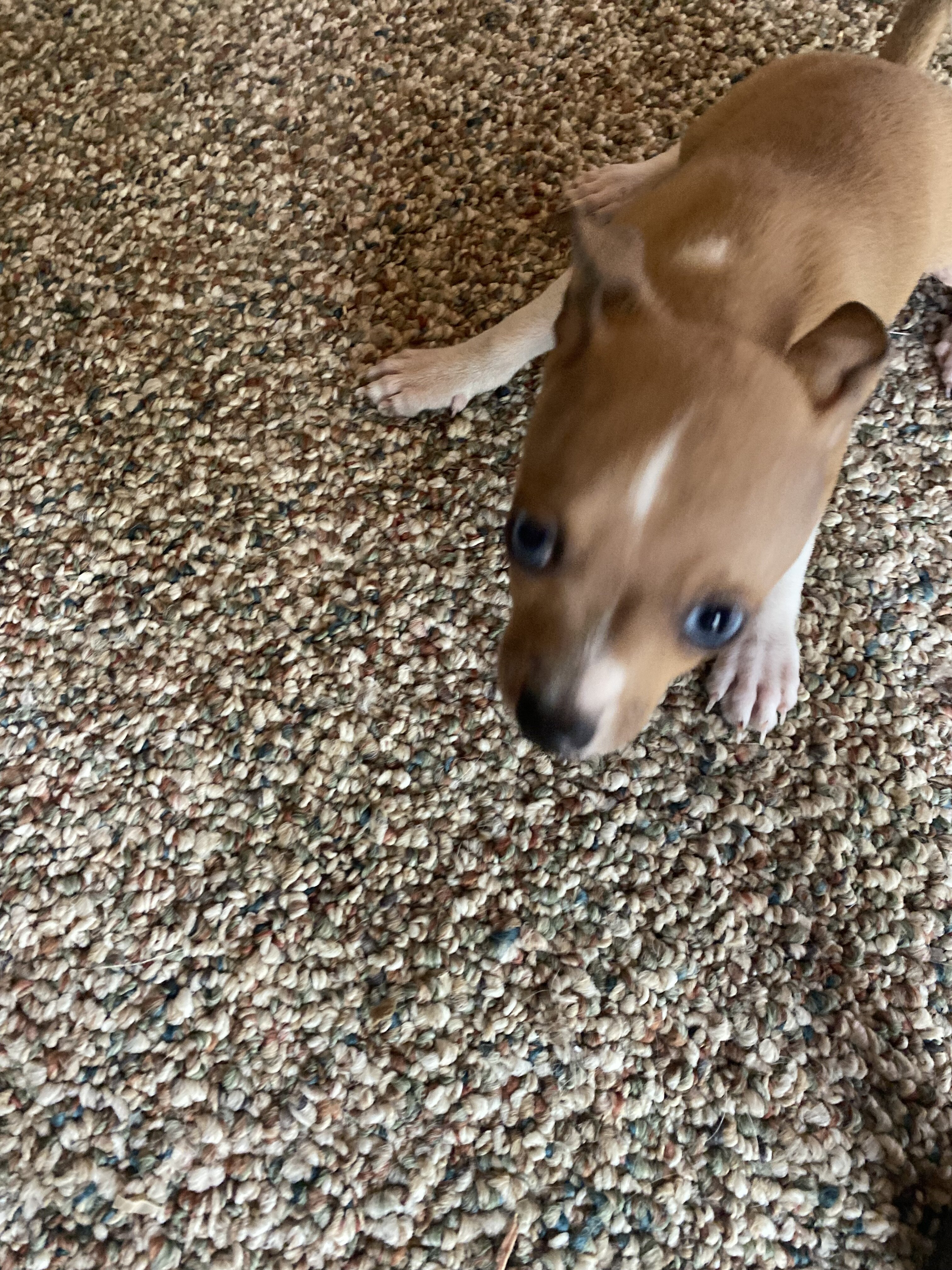 Chihuahua w/blue eyes image 4