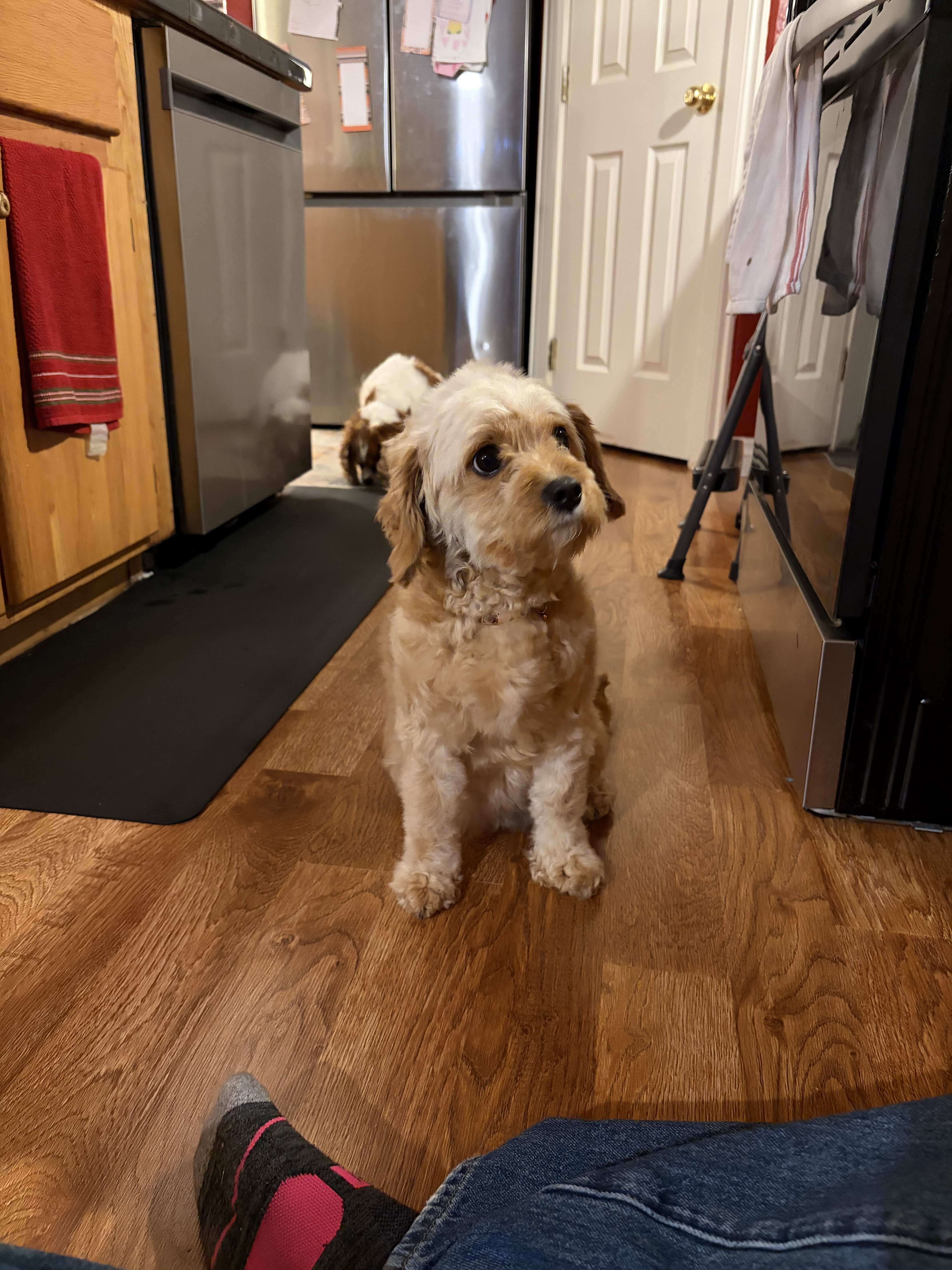 Purebred Cavapoo image 1