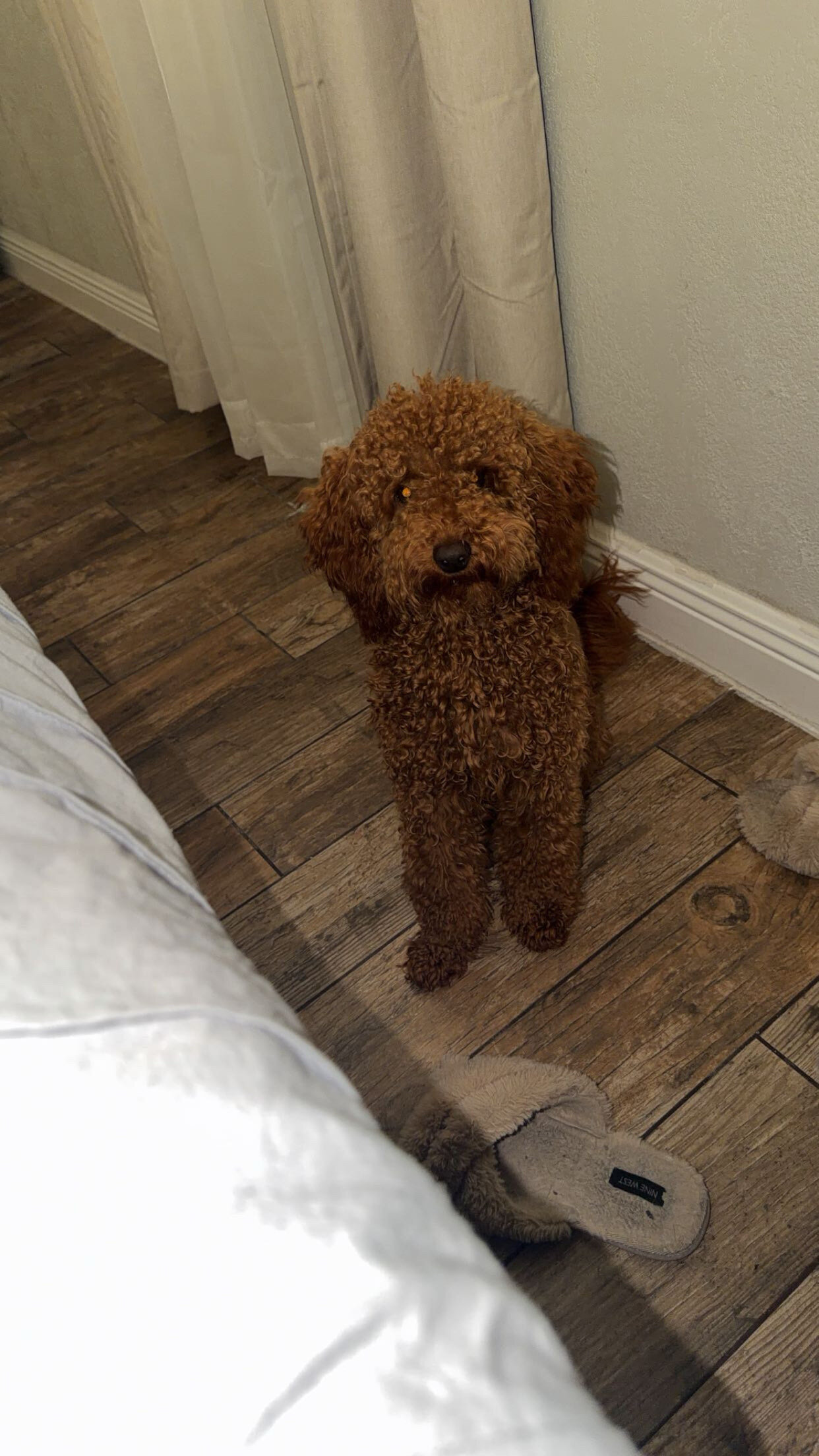 Puppy image 1