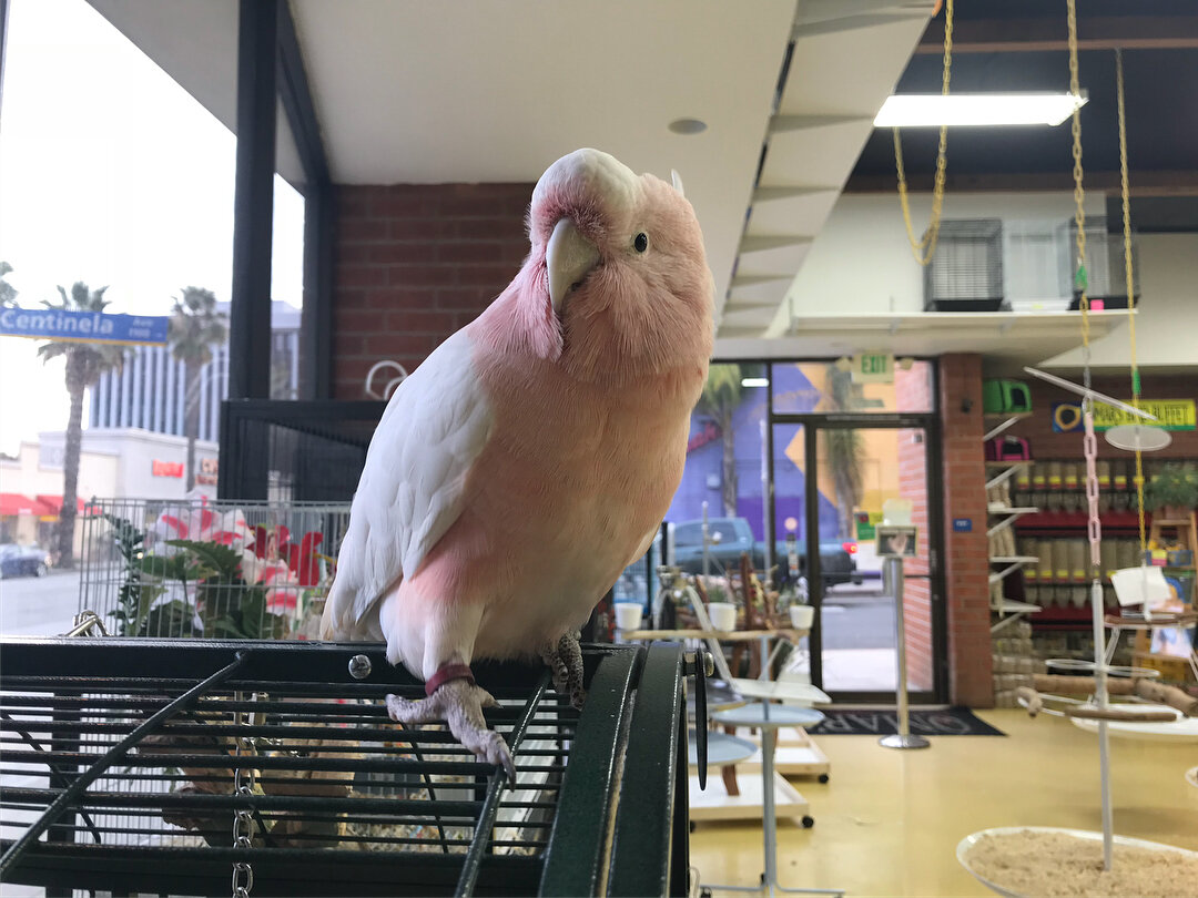 Galah cockatoo parrots for sale! image 2
