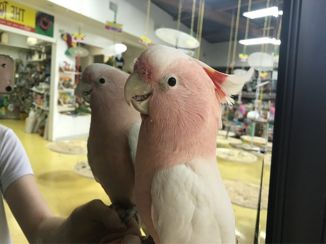 Galah cockatoo parrots for sale! image 1