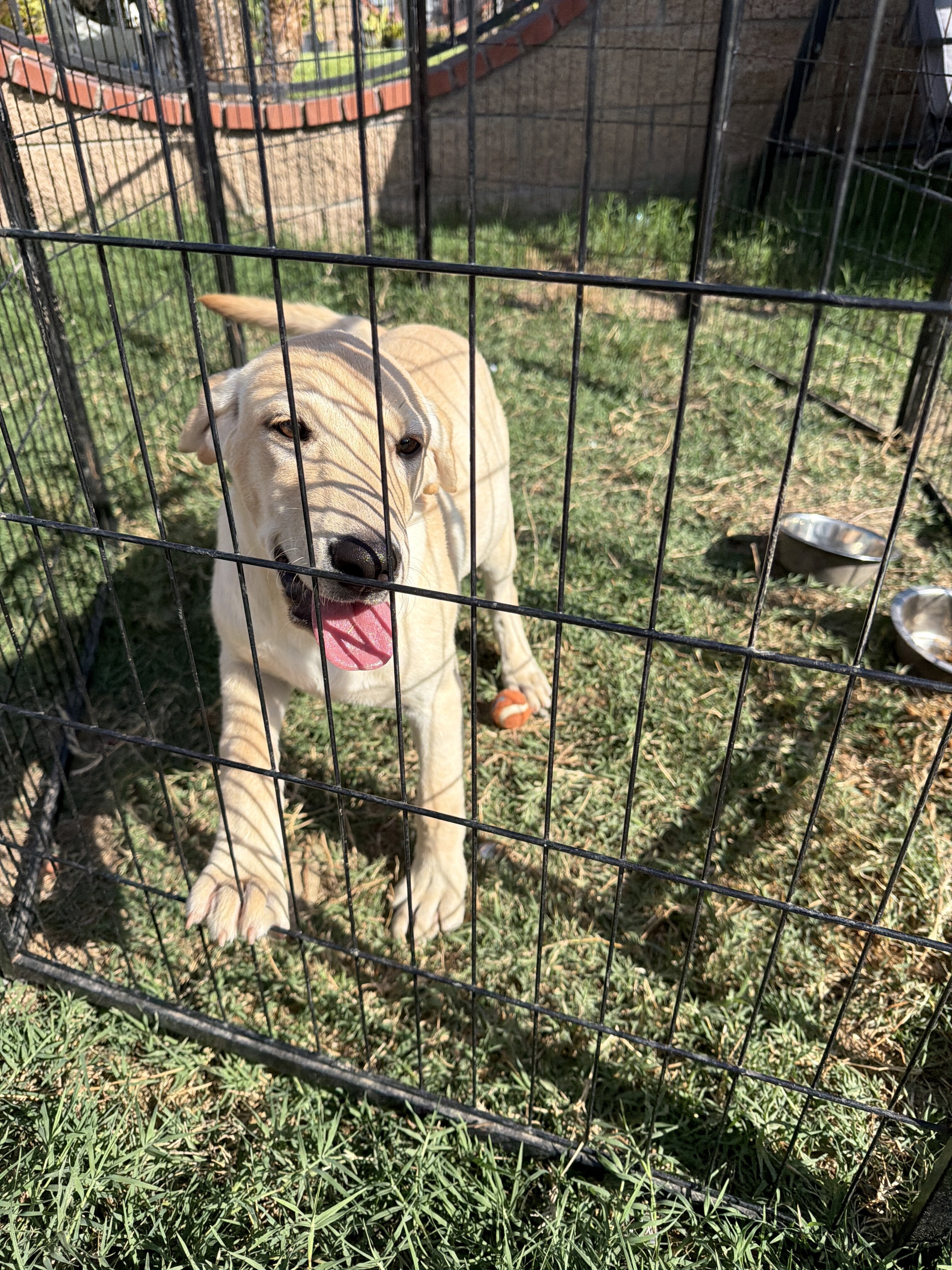 Female Labrador Retriever image 1