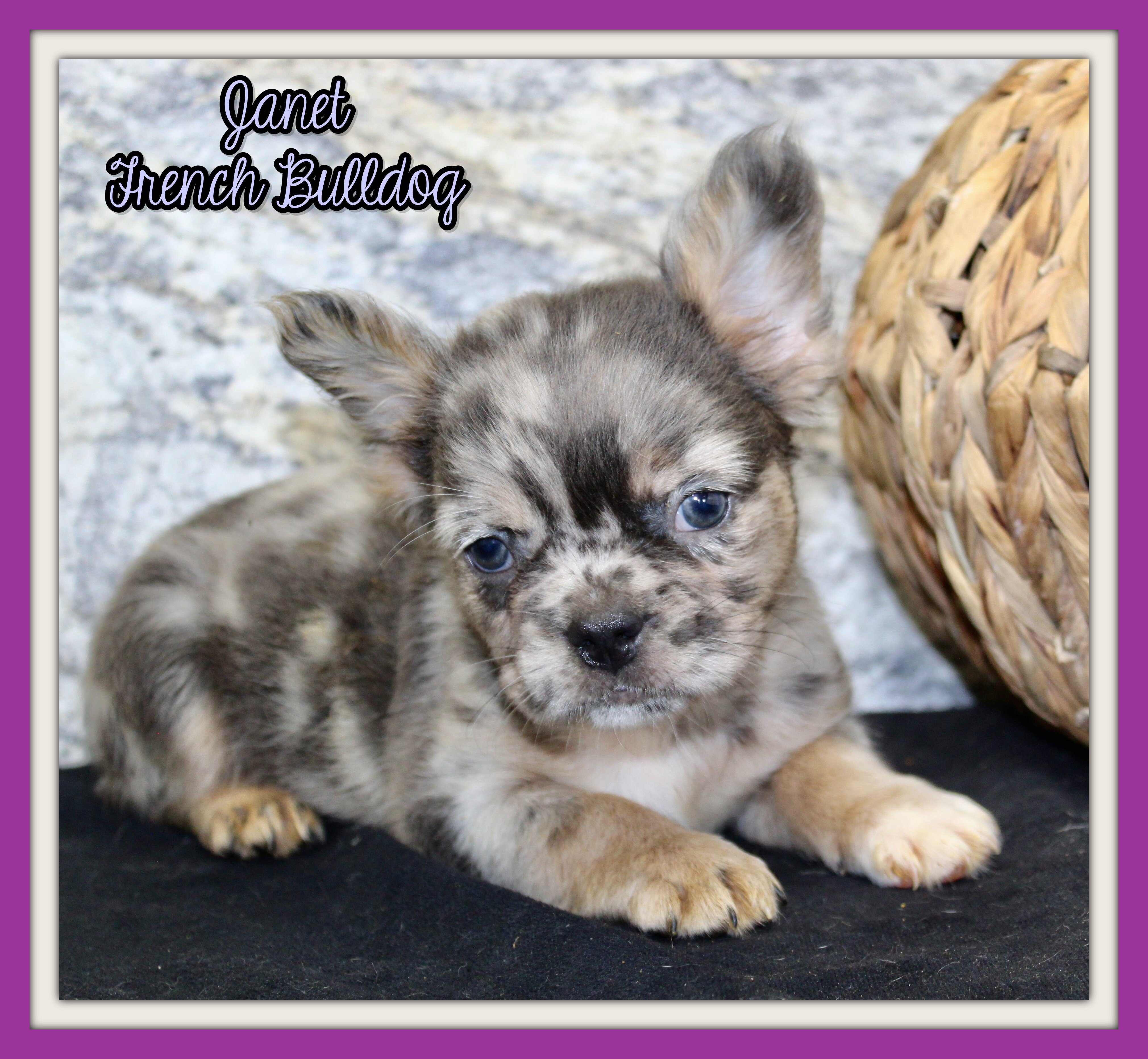 Janet Female AKC Fluffy French Bulldog image 1