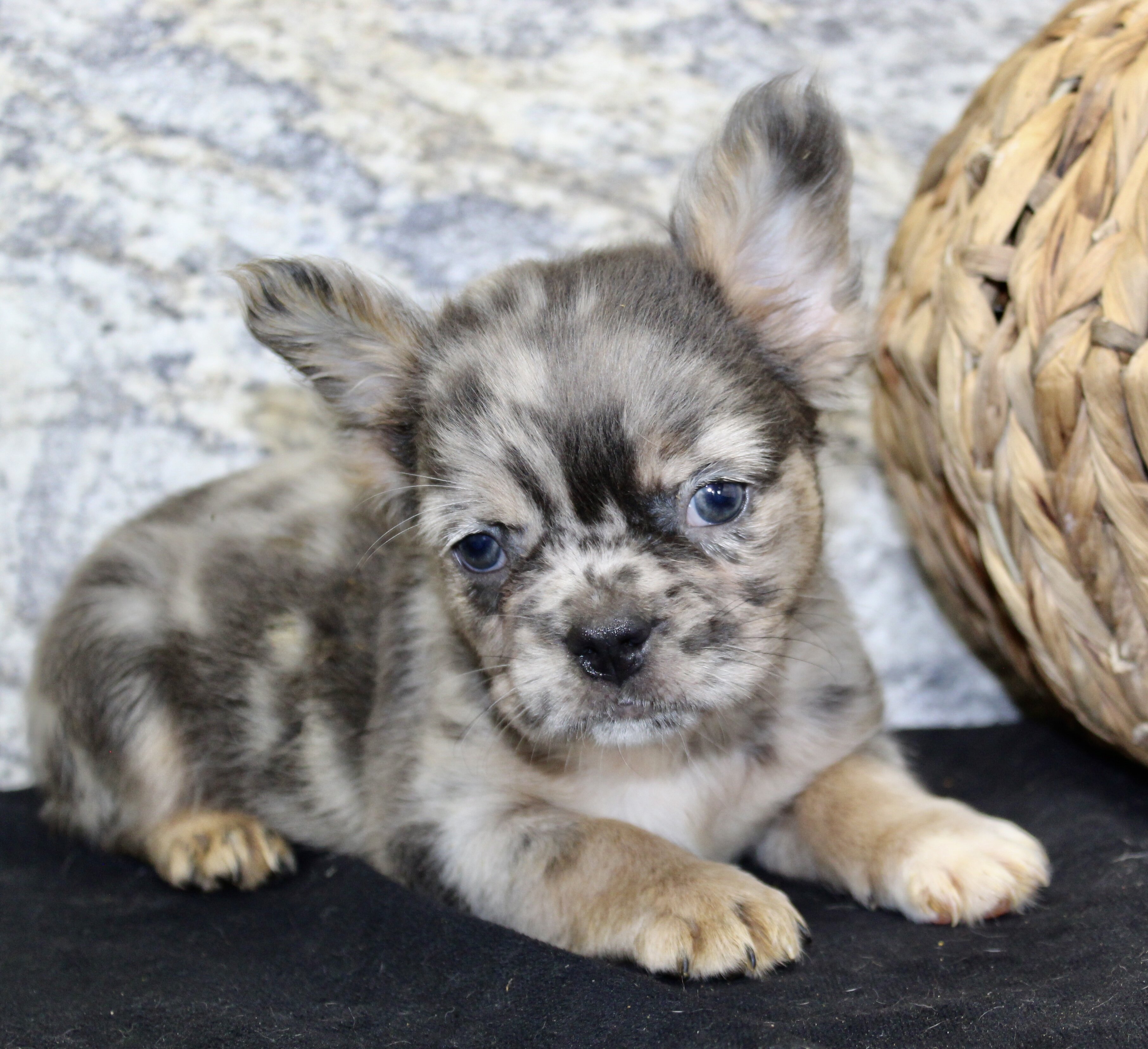 Janet Female AKC Fluffy French Bulldog image 10
