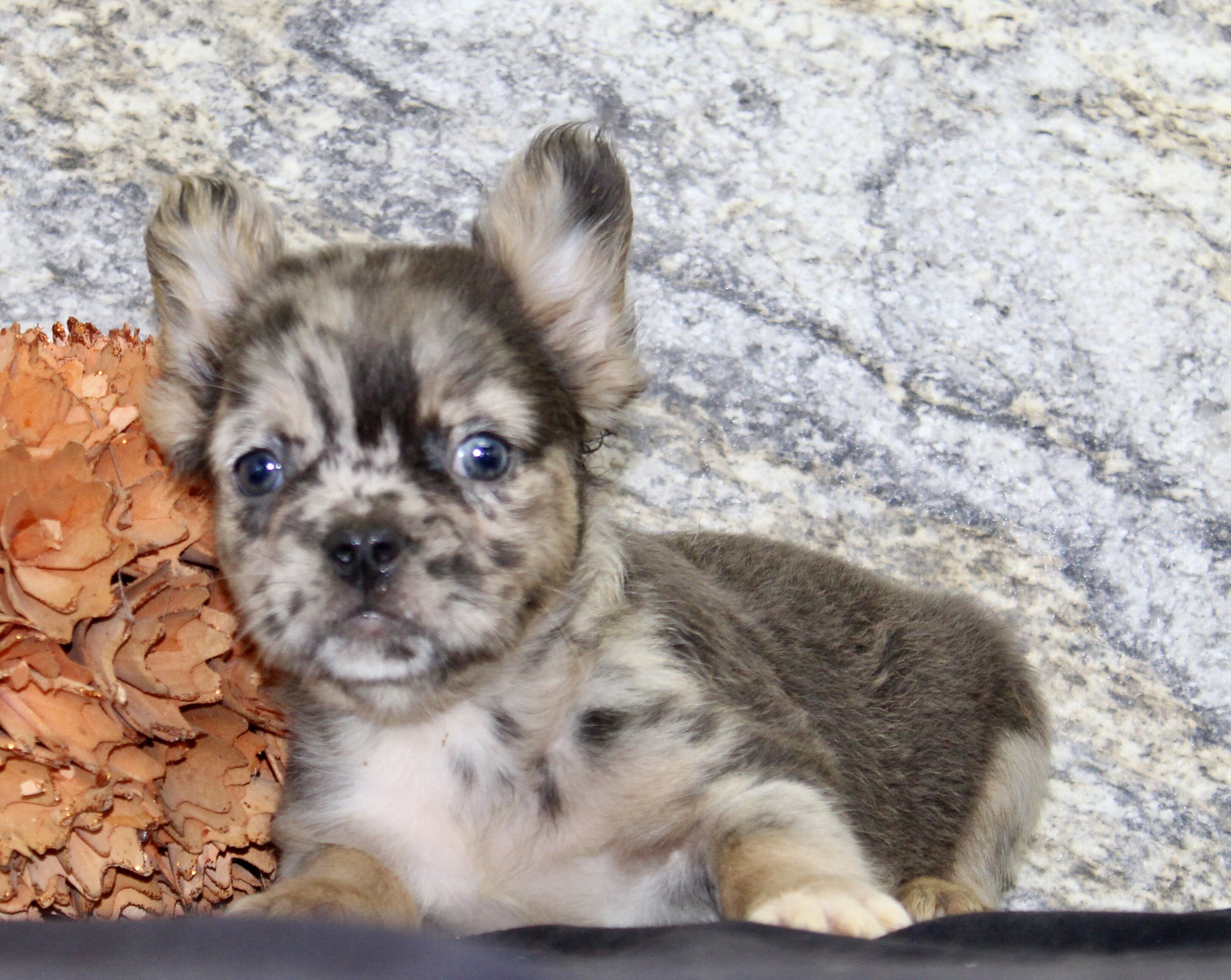 Janet Female AKC Fluffy French Bulldog image 2