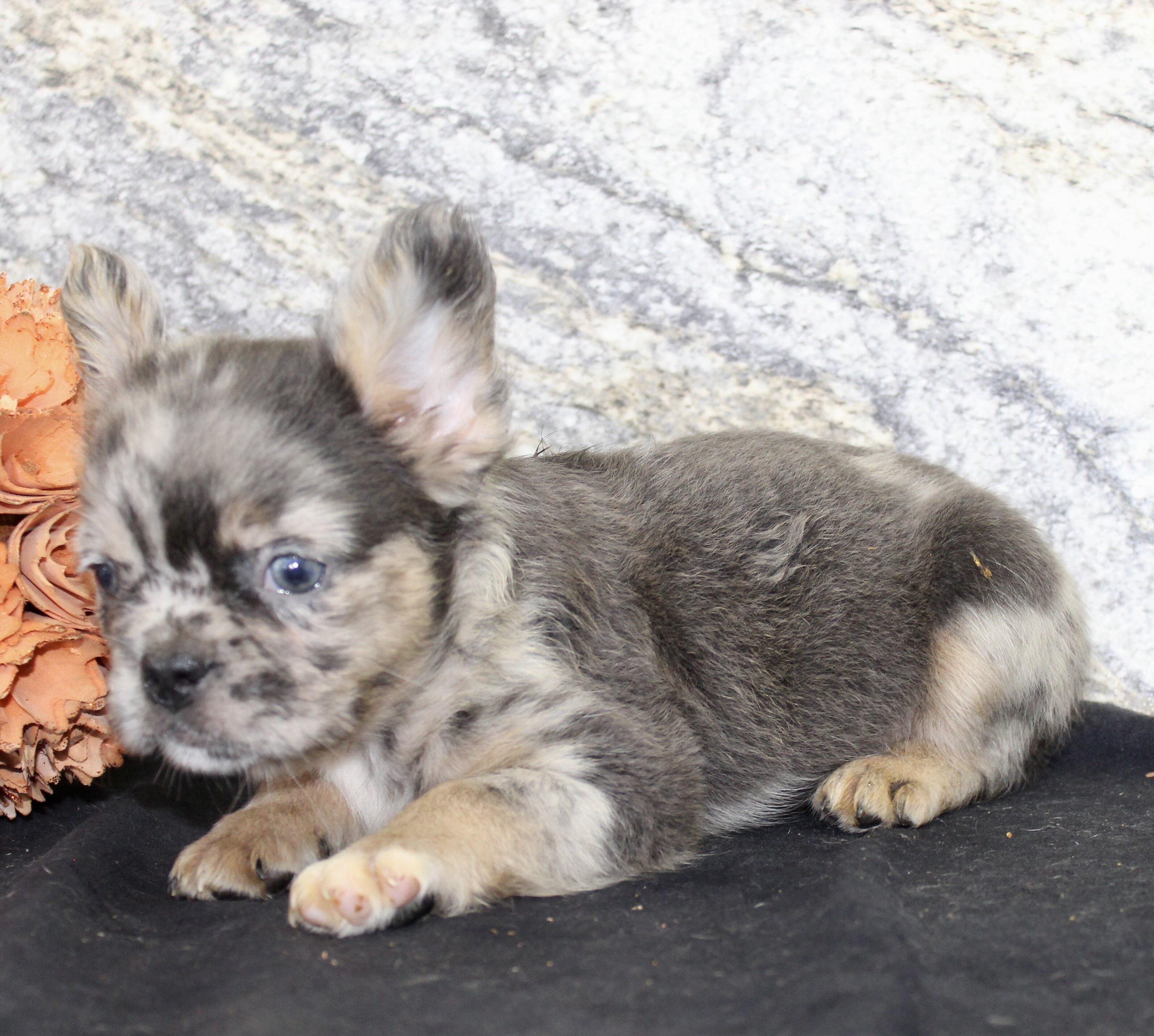 Janet Female AKC Fluffy French Bulldog image 9