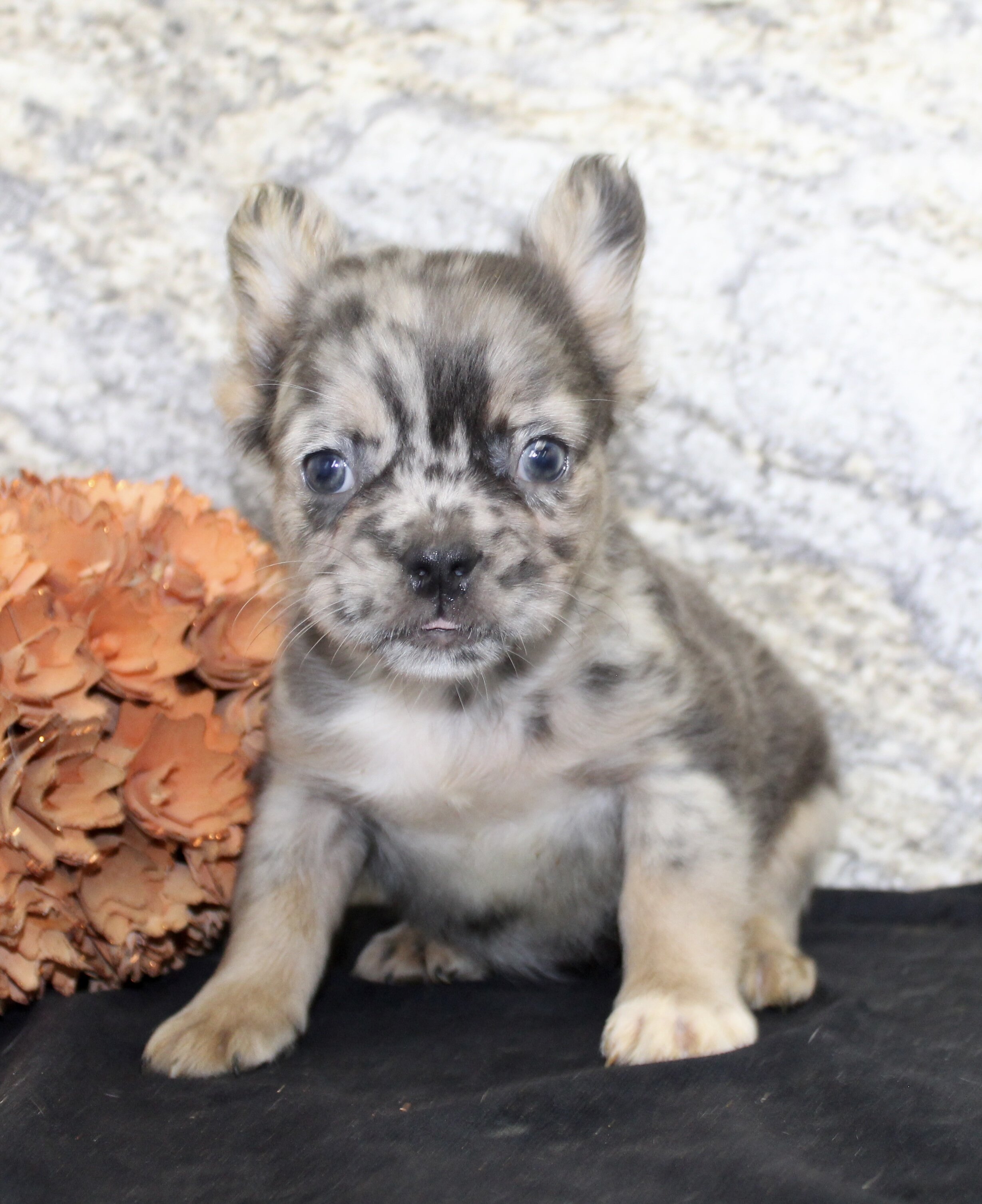 Janet Female AKC Fluffy French Bulldog image 3