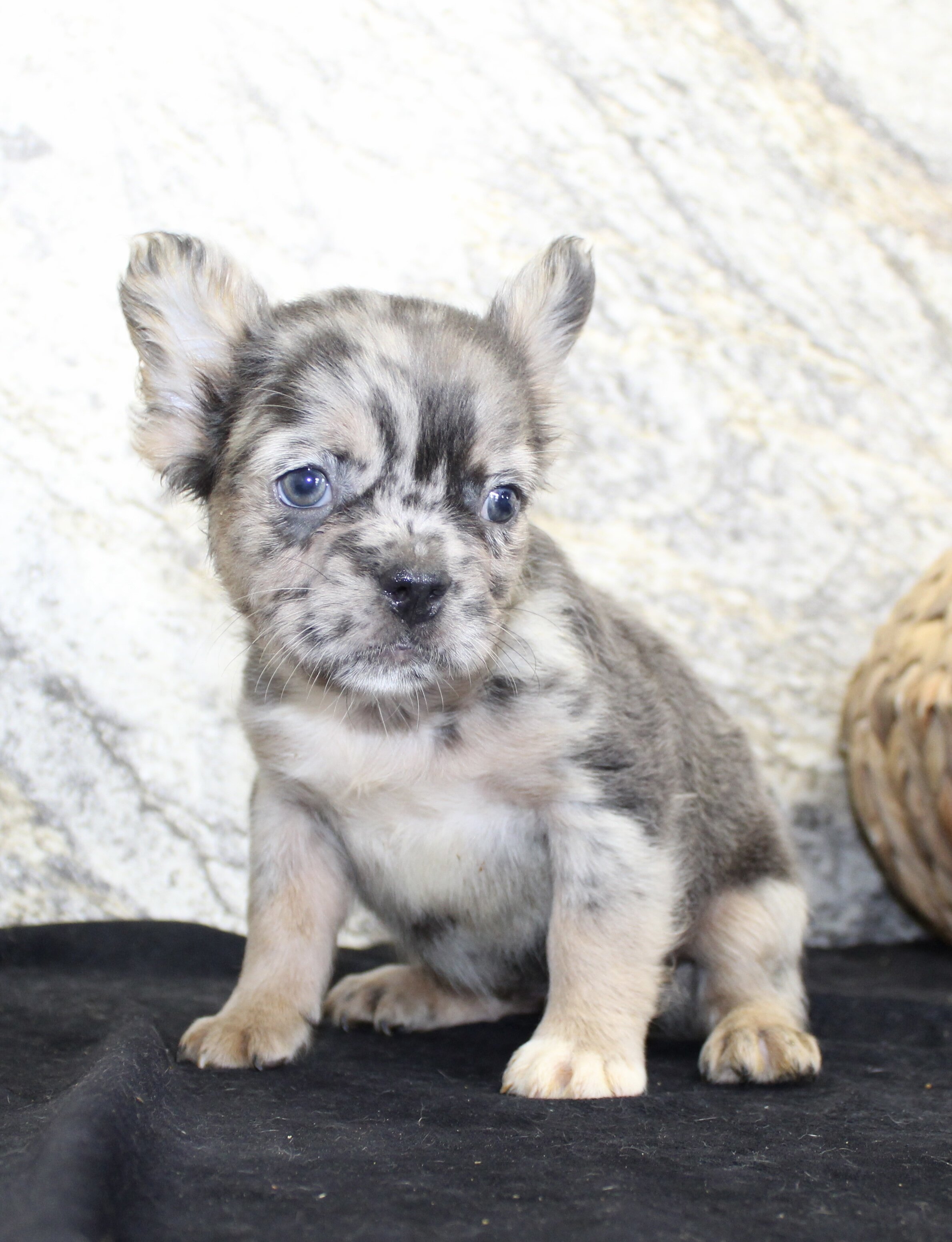 Janet Female AKC Fluffy French Bulldog image 4