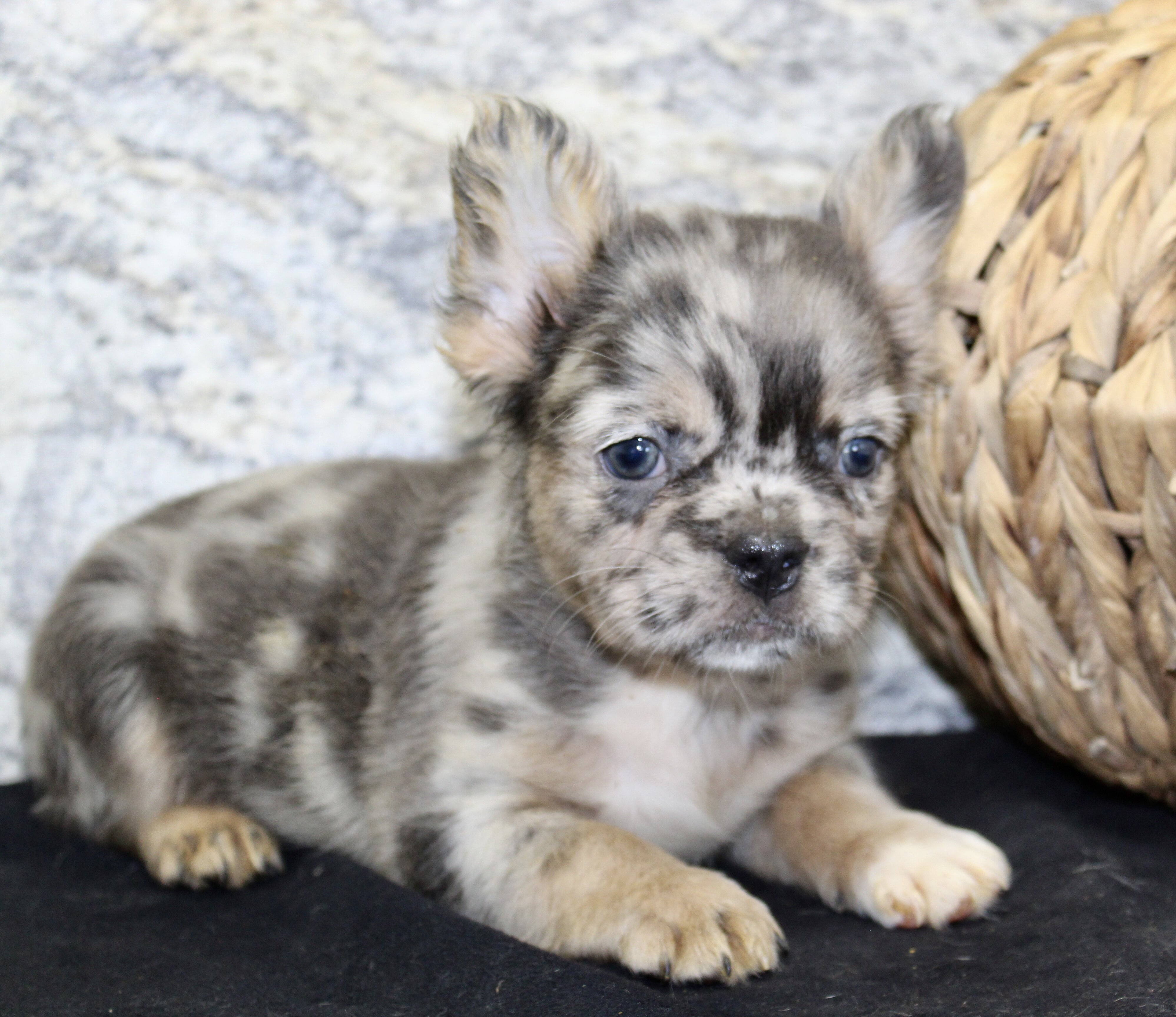 Janet Female AKC Fluffy French Bulldog image 7