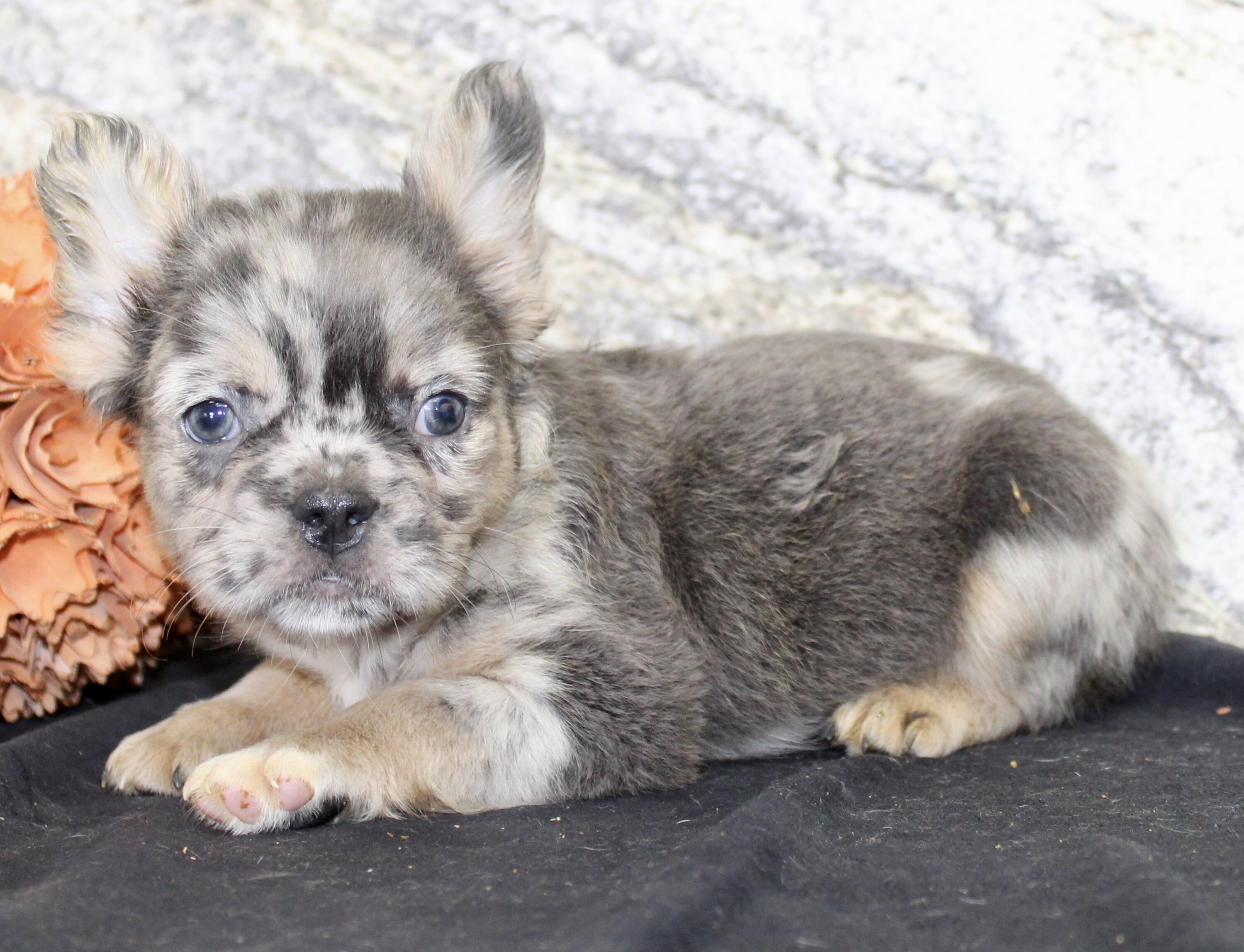 Janet Female AKC Fluffy French Bulldog image 8