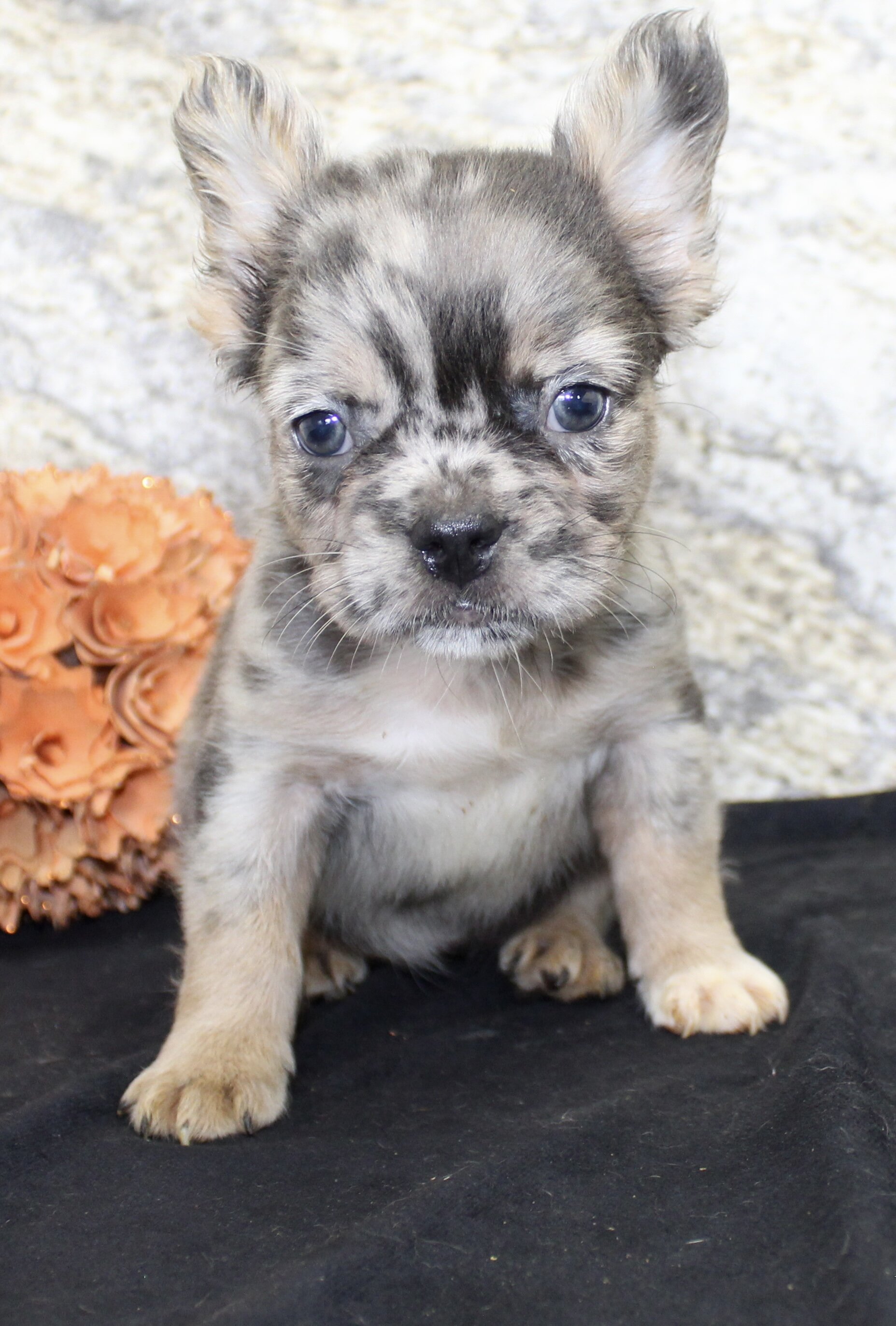 Janet Female AKC Fluffy French Bulldog image 5