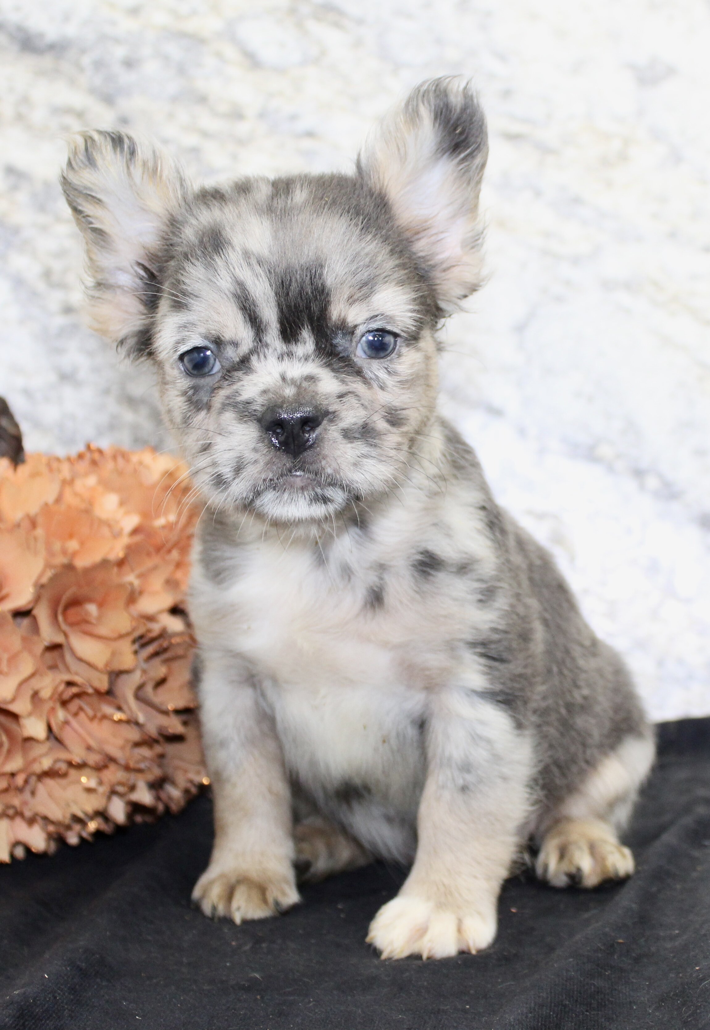 Janet Female AKC Fluffy French Bulldog image 6