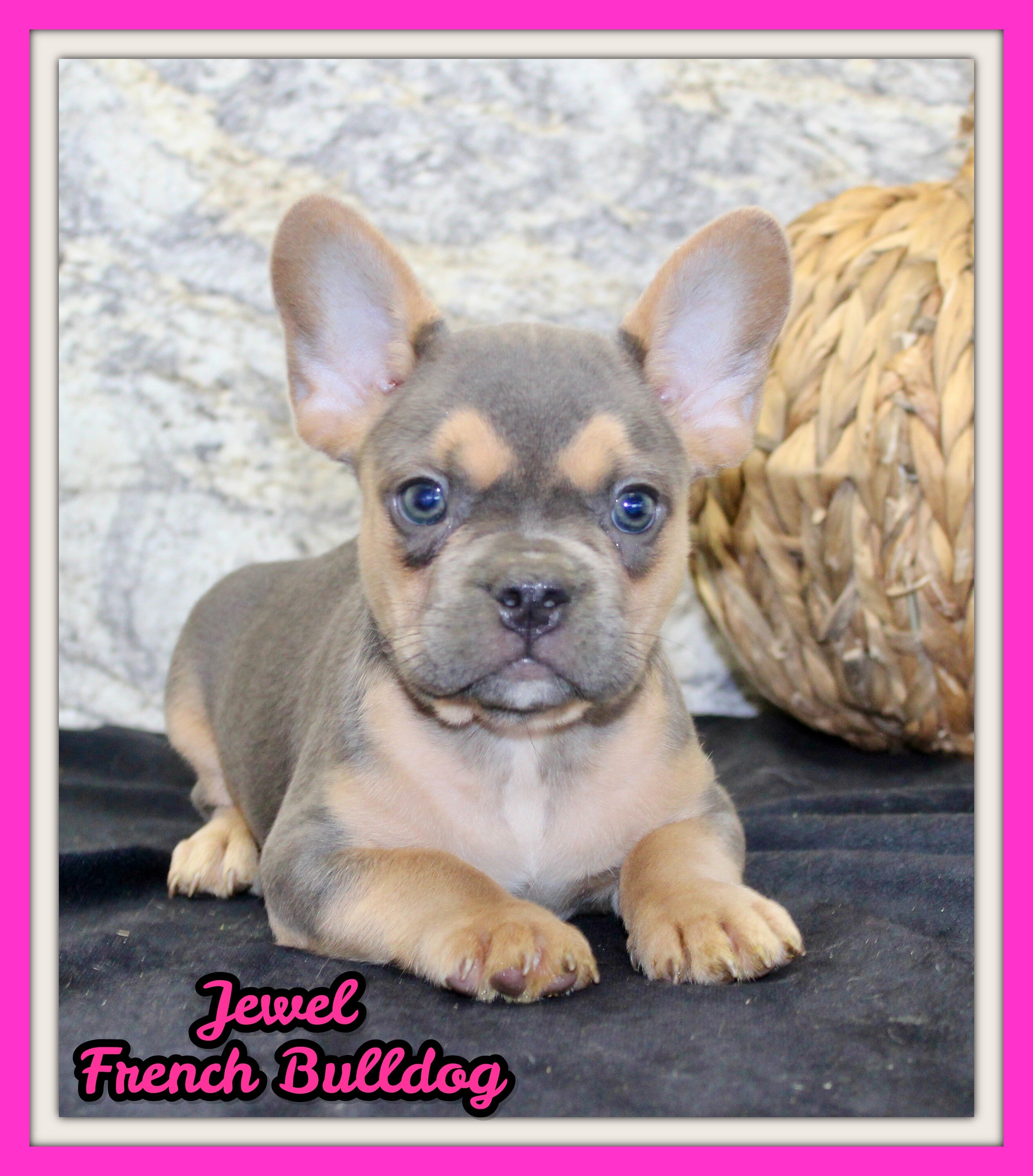 Jewel Female AKC French Bulldog image 1