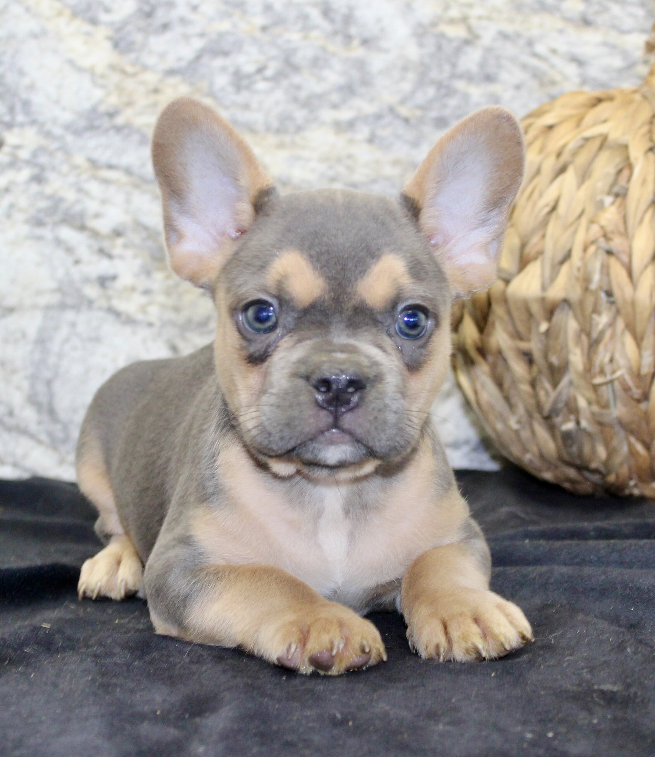 Jewel Female AKC French Bulldog image 2