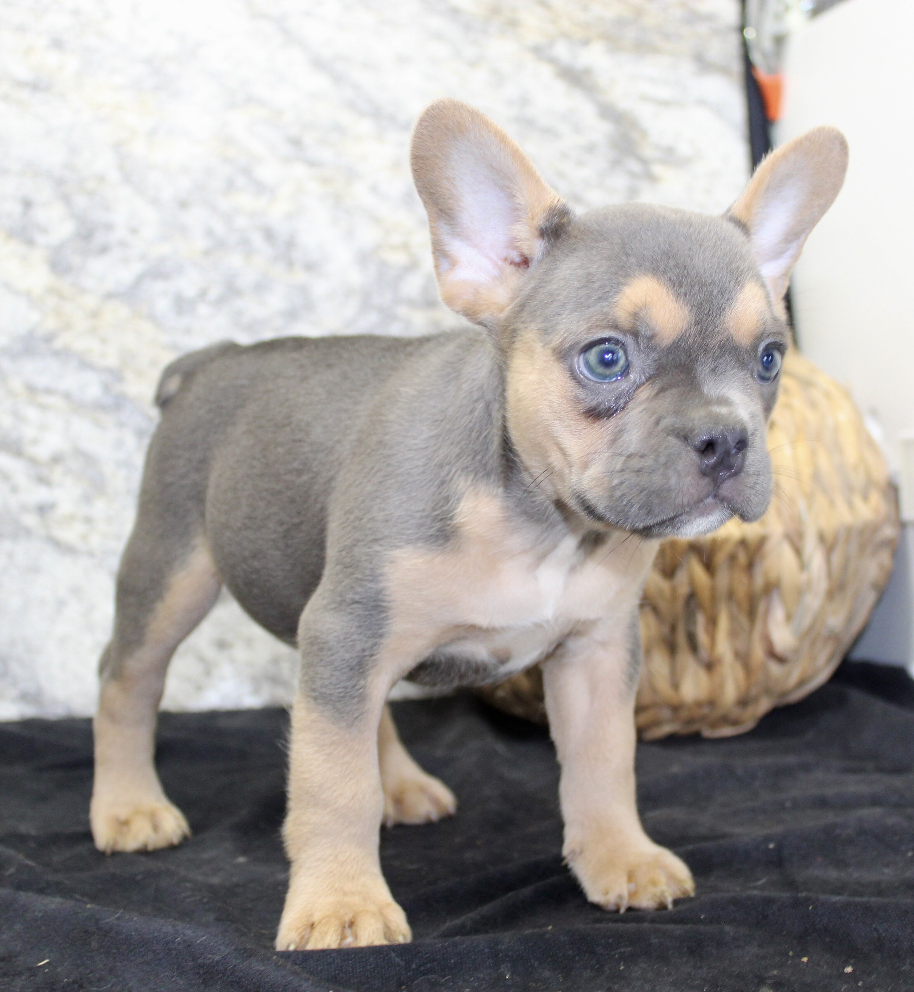 Jewel Female AKC French Bulldog image 3