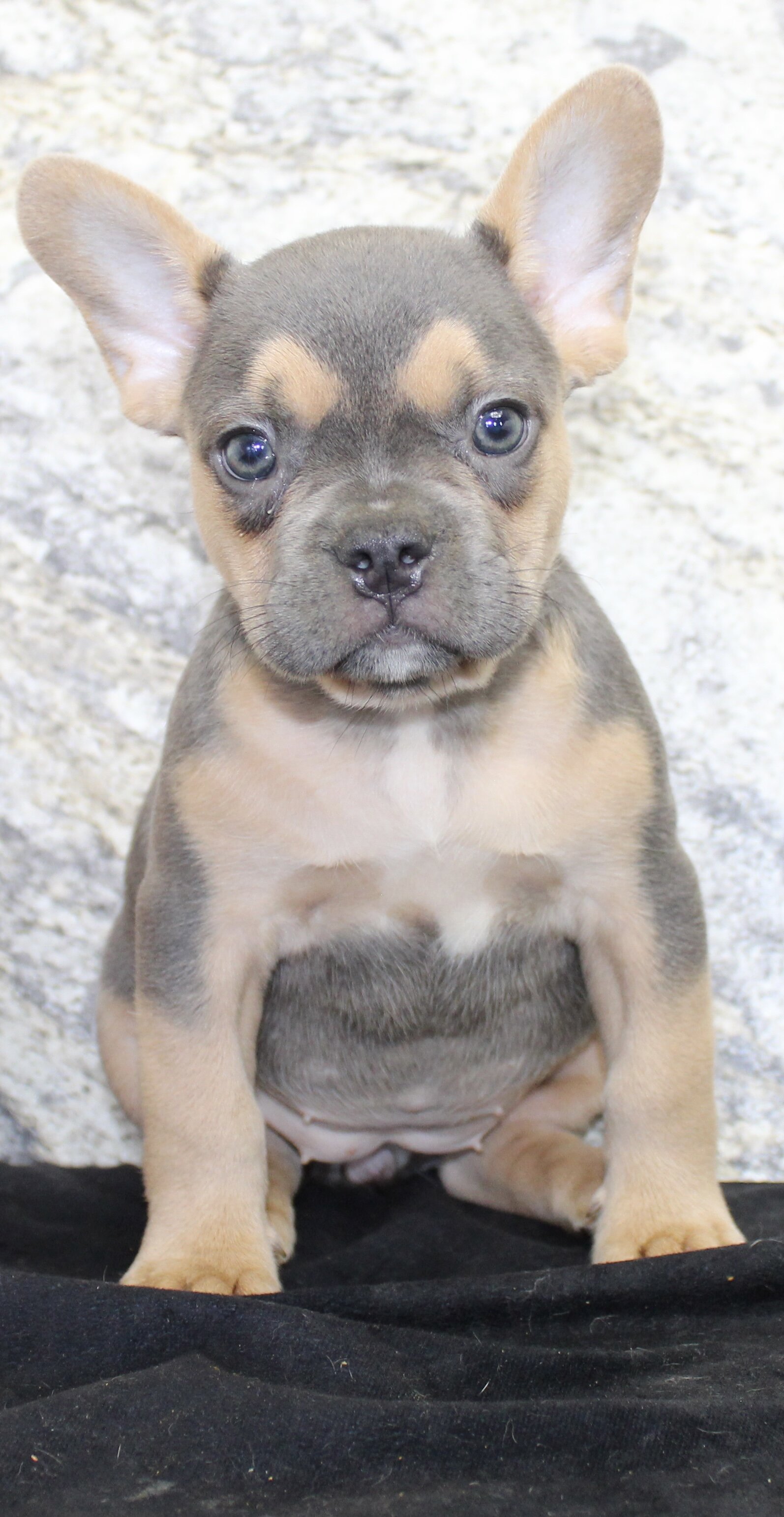 Jewel Female AKC French Bulldog image 8