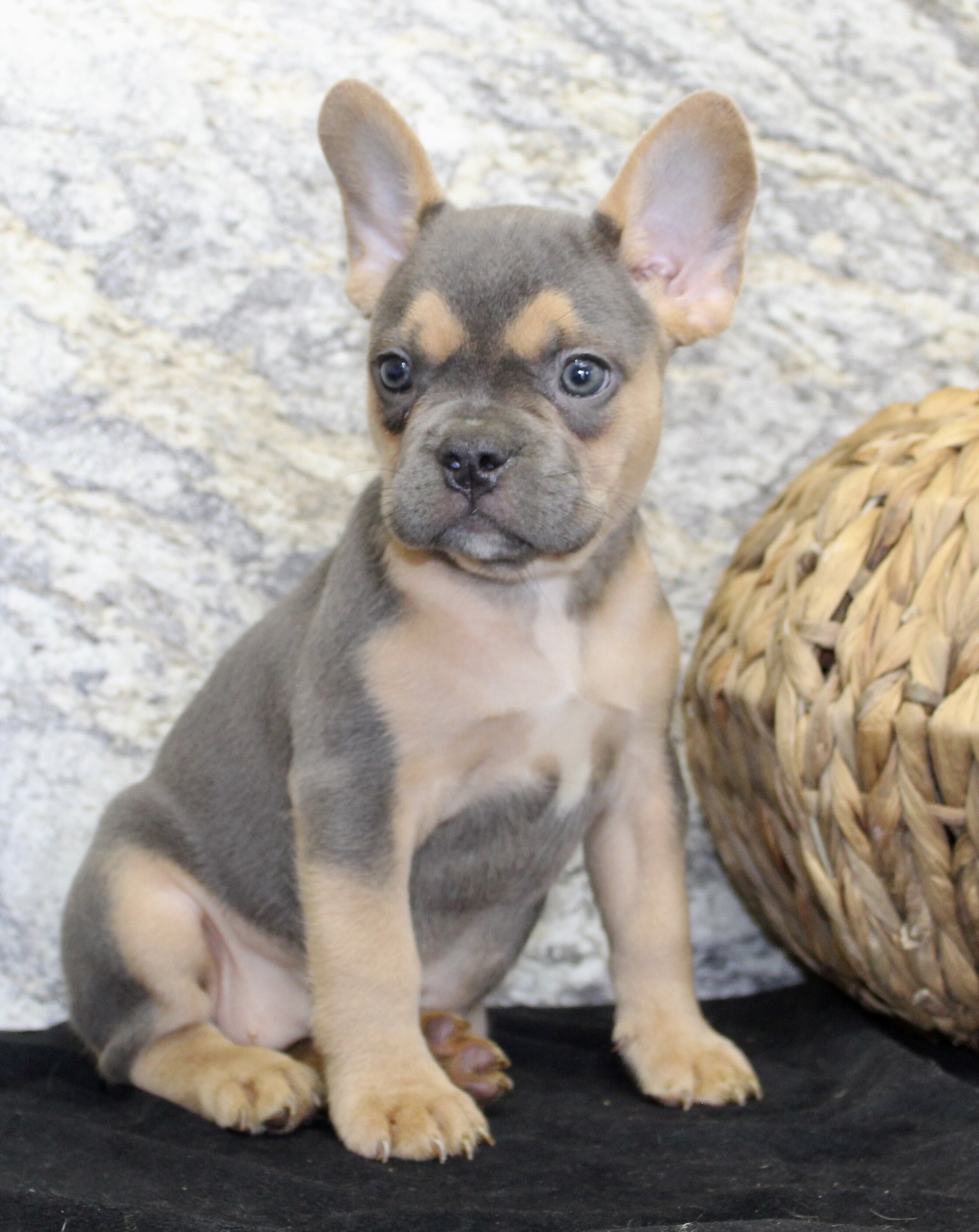 Jewel Female AKC French Bulldog image 6