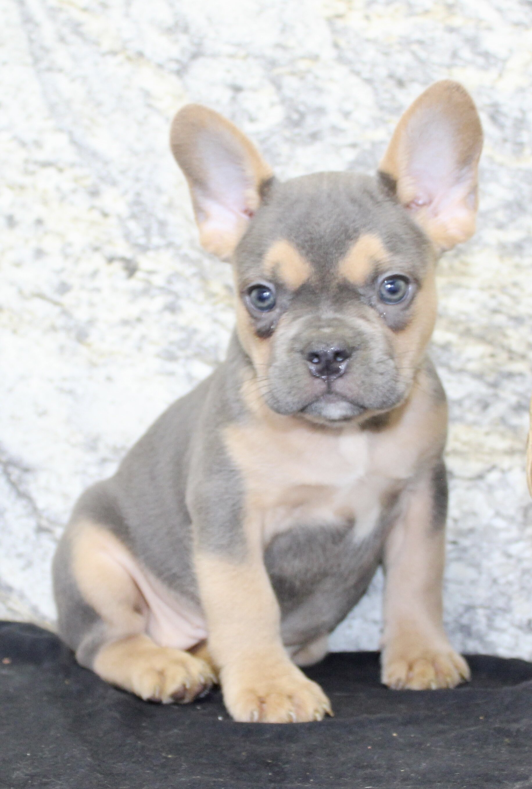 Jewel Female AKC French Bulldog image 7