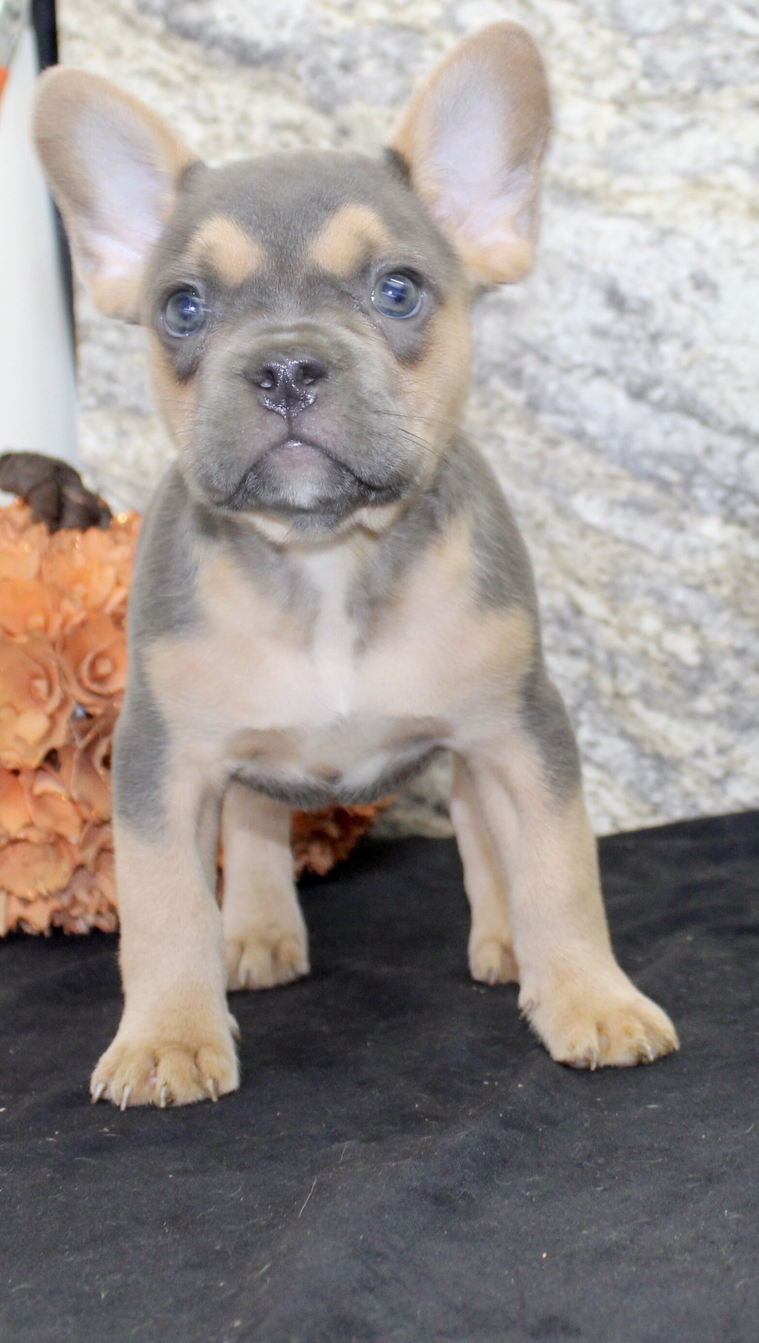Jewel Female AKC French Bulldog image 4