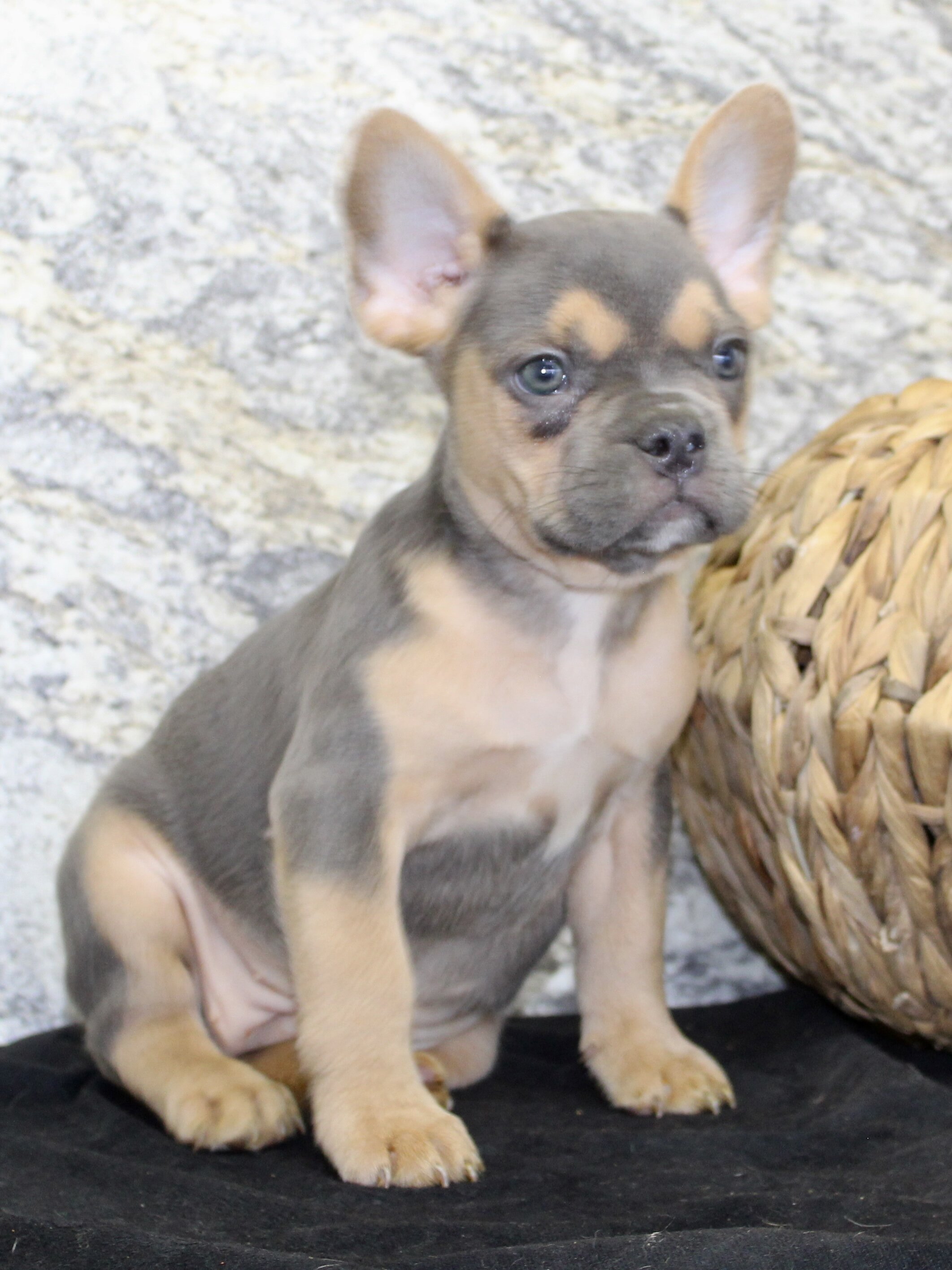 Jewel Female AKC French Bulldog image 5