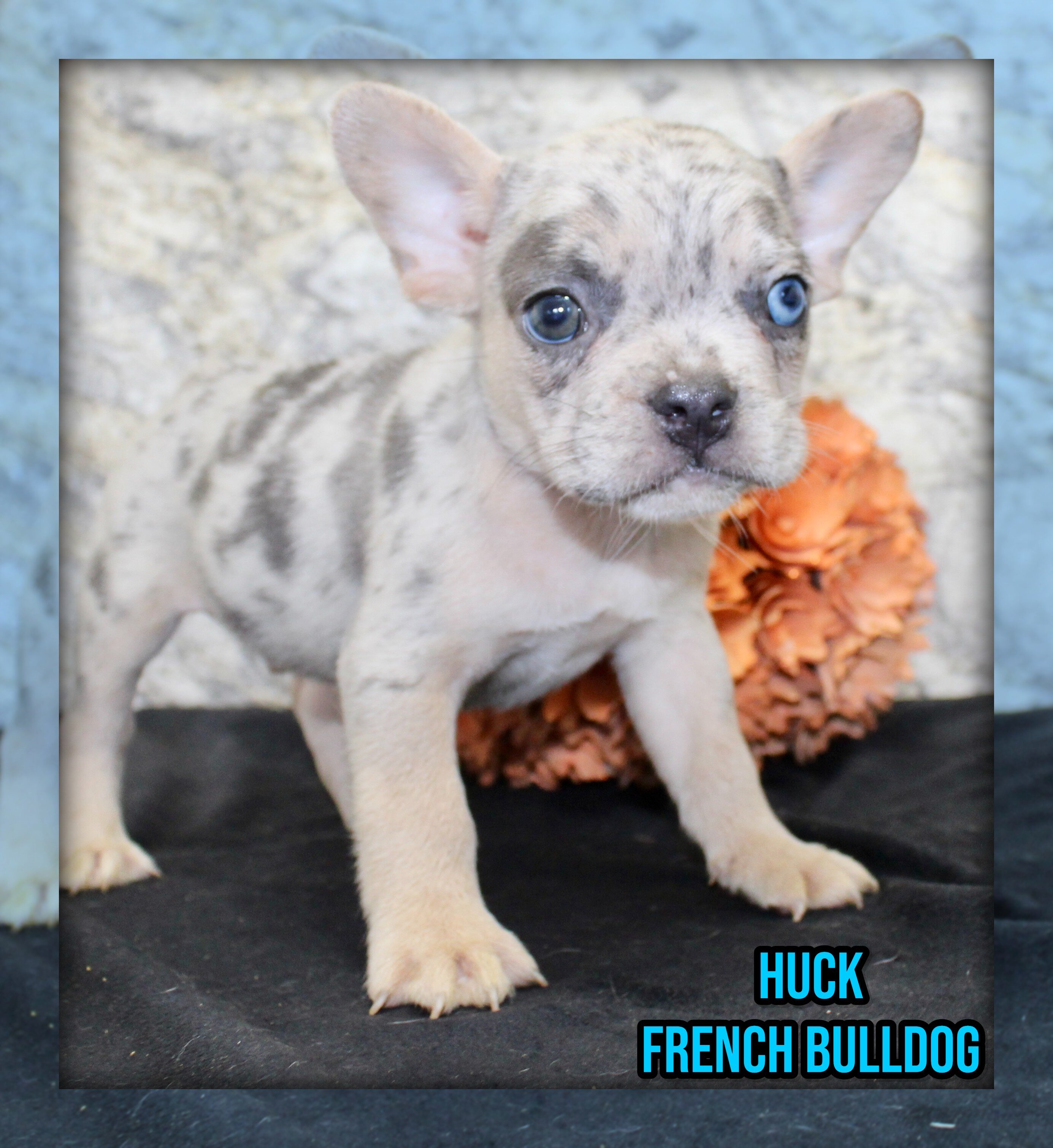Huck Male AKC French Bulldog image 1