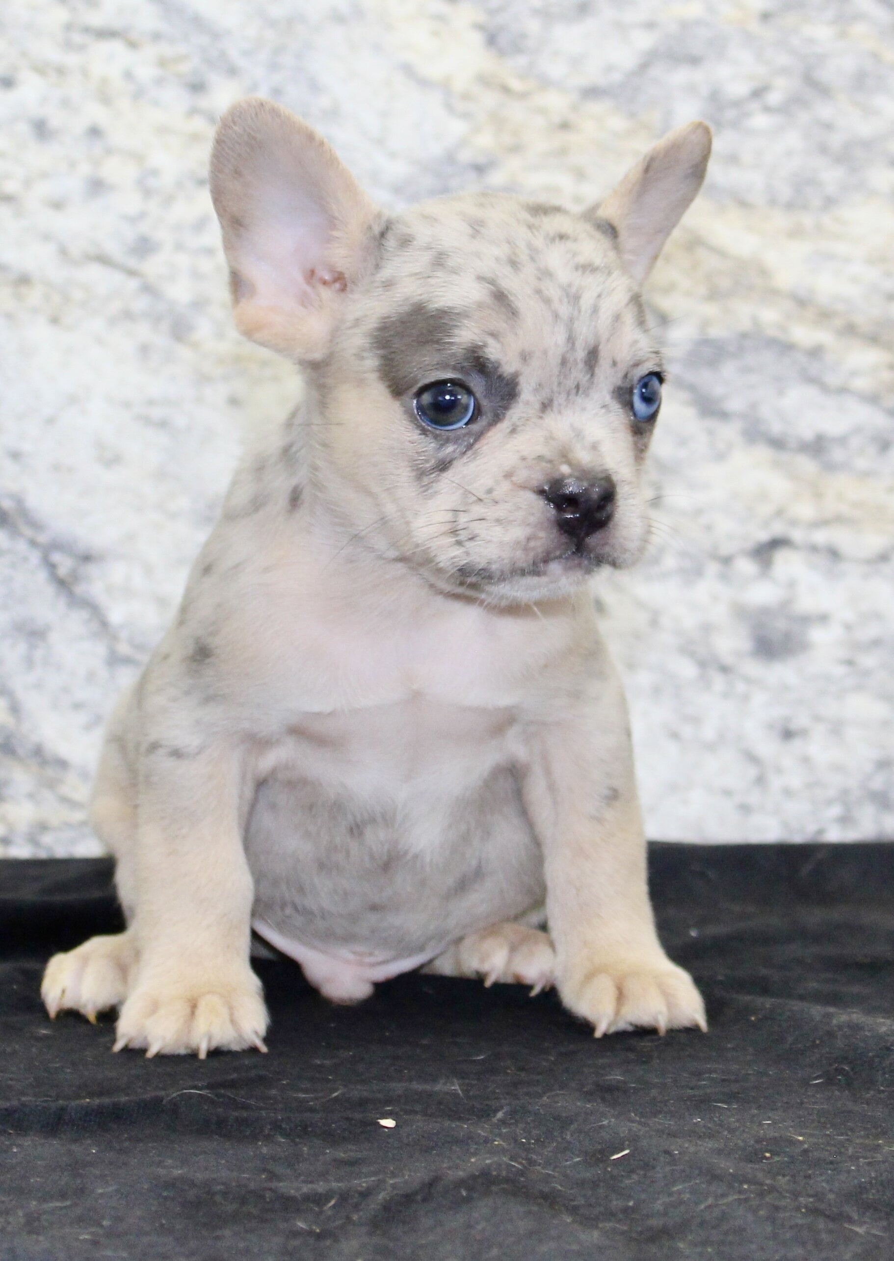 Huck Male AKC French Bulldog image 2