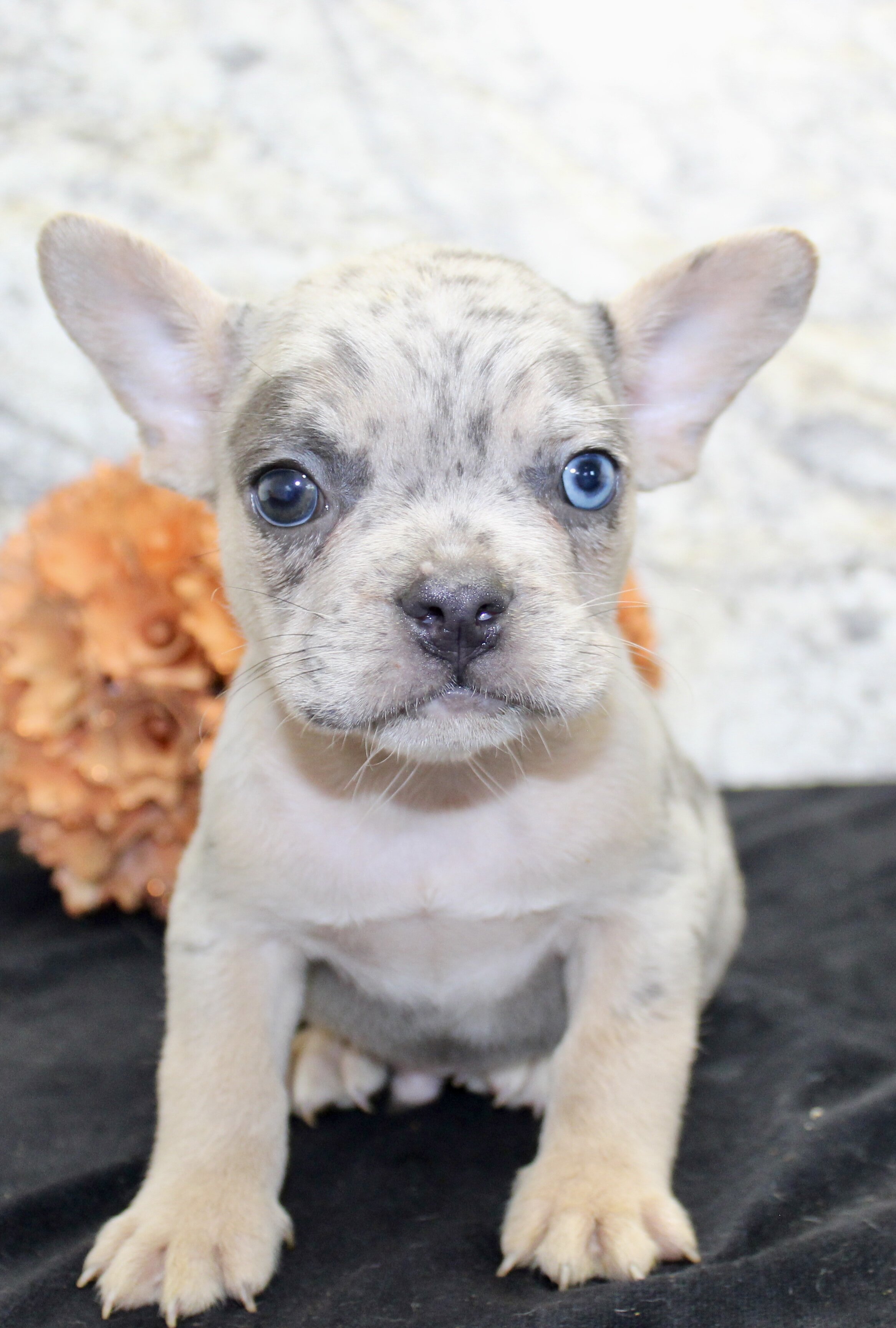 Huck Male AKC French Bulldog image 9