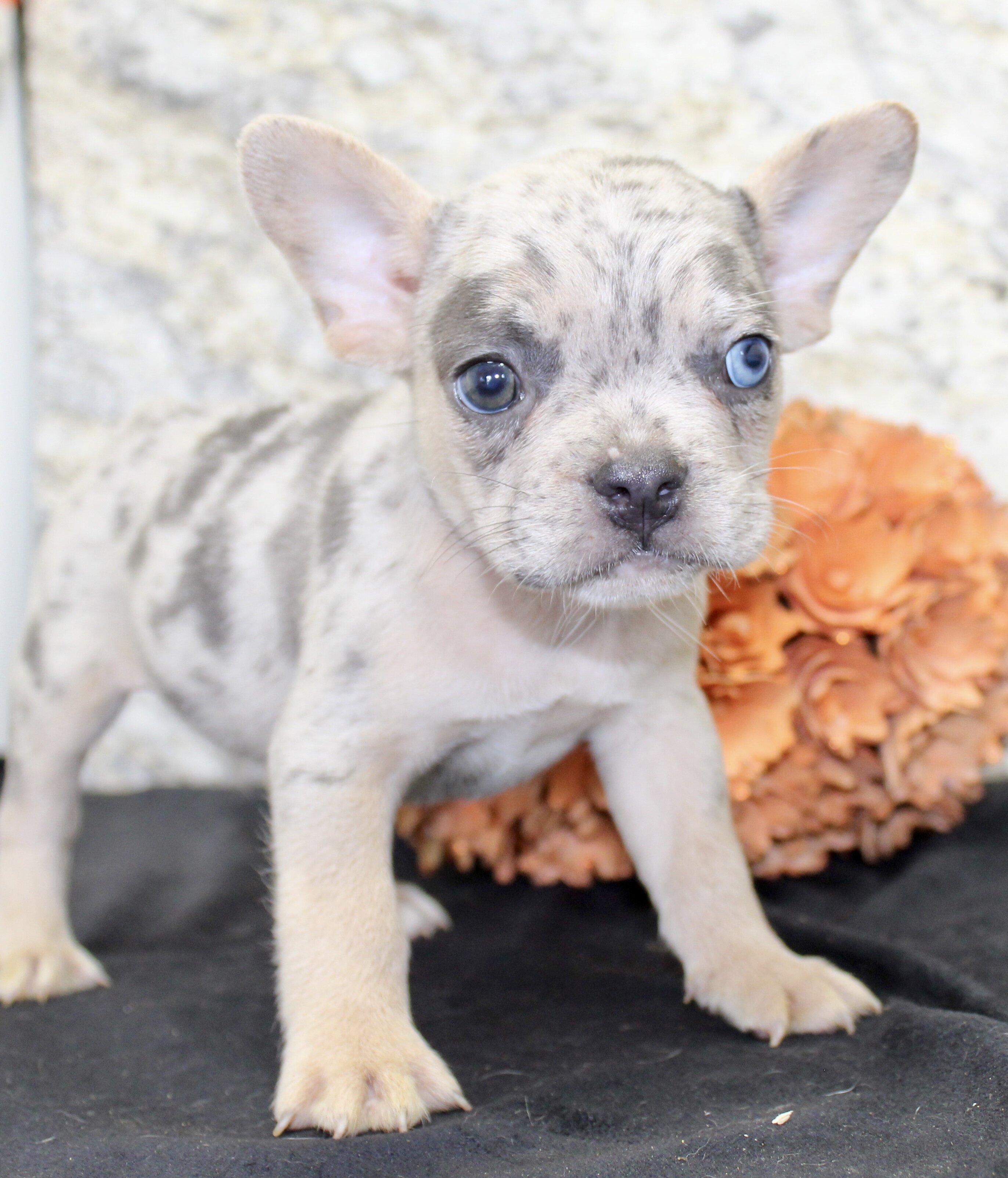 Huck Male AKC French Bulldog image 7